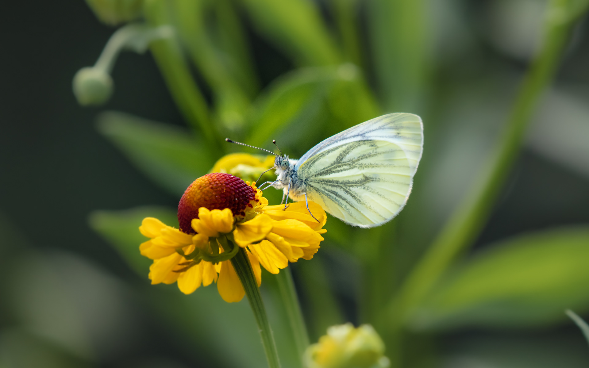  Grønåret kålsommerfugl