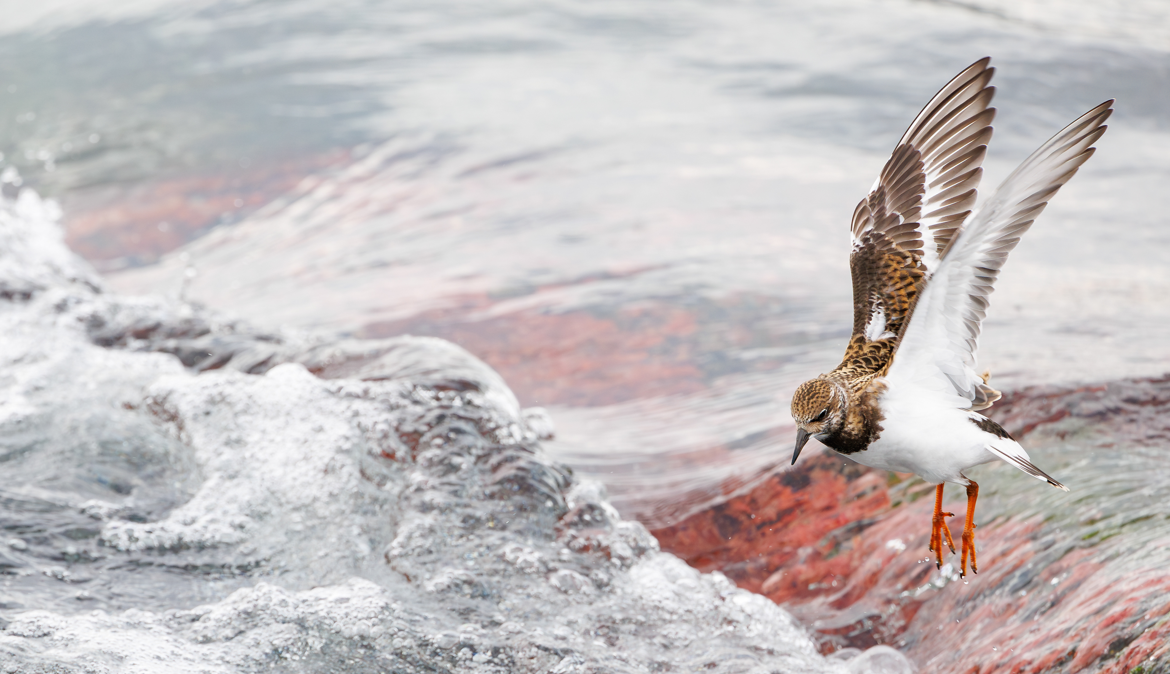 Stenvender. Agger Tange - havsiden