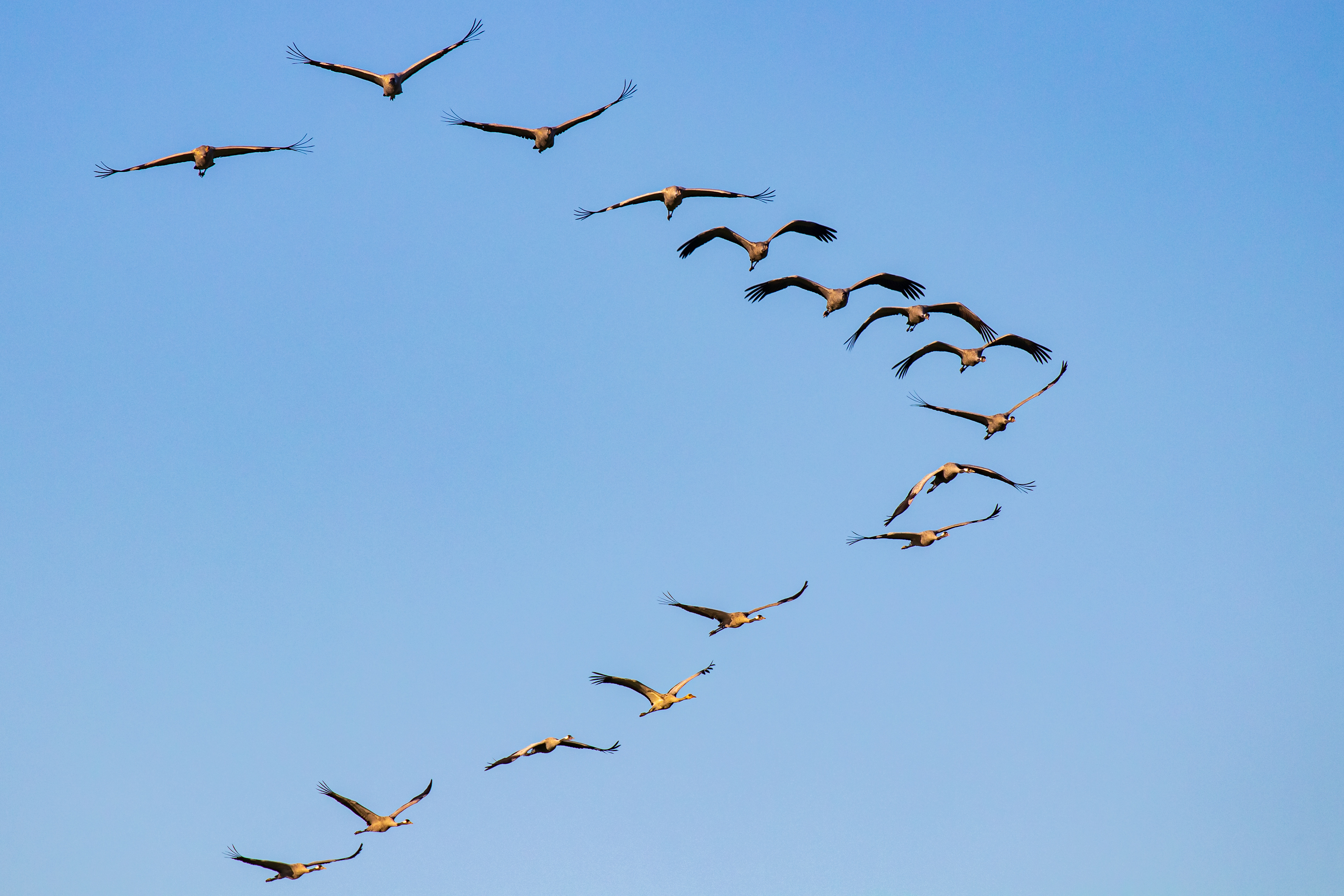Traner i morgensol - ud at fouragere efter natlogi i Vejlerne