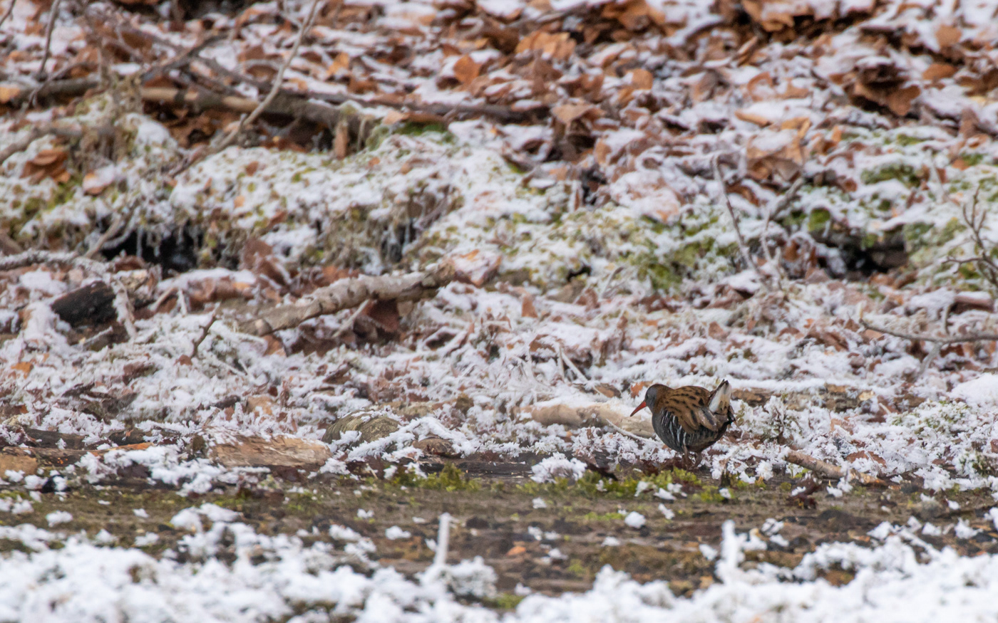 Vandrikse i Ravnkilde