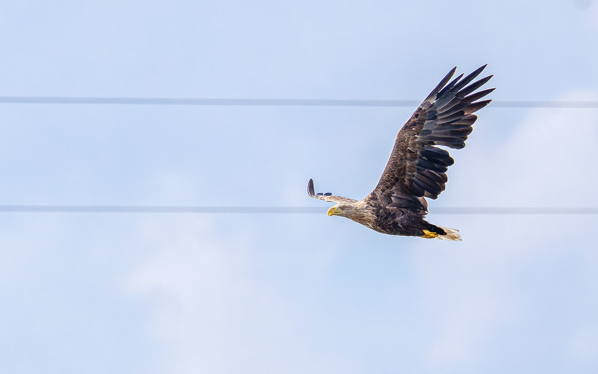 Havørn. Juelstrup Sø
