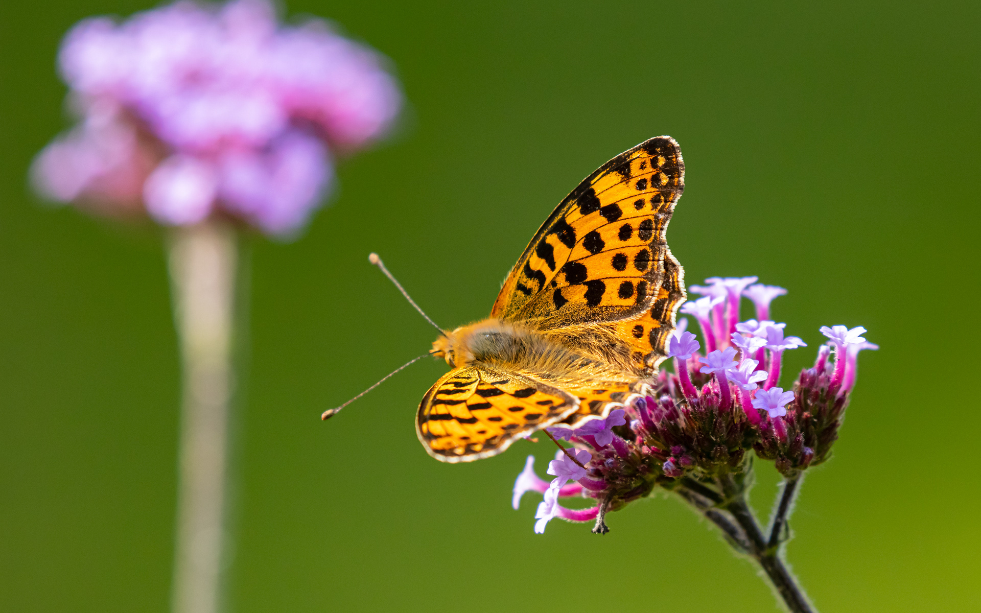 Storplettet perlemorsommerfugl