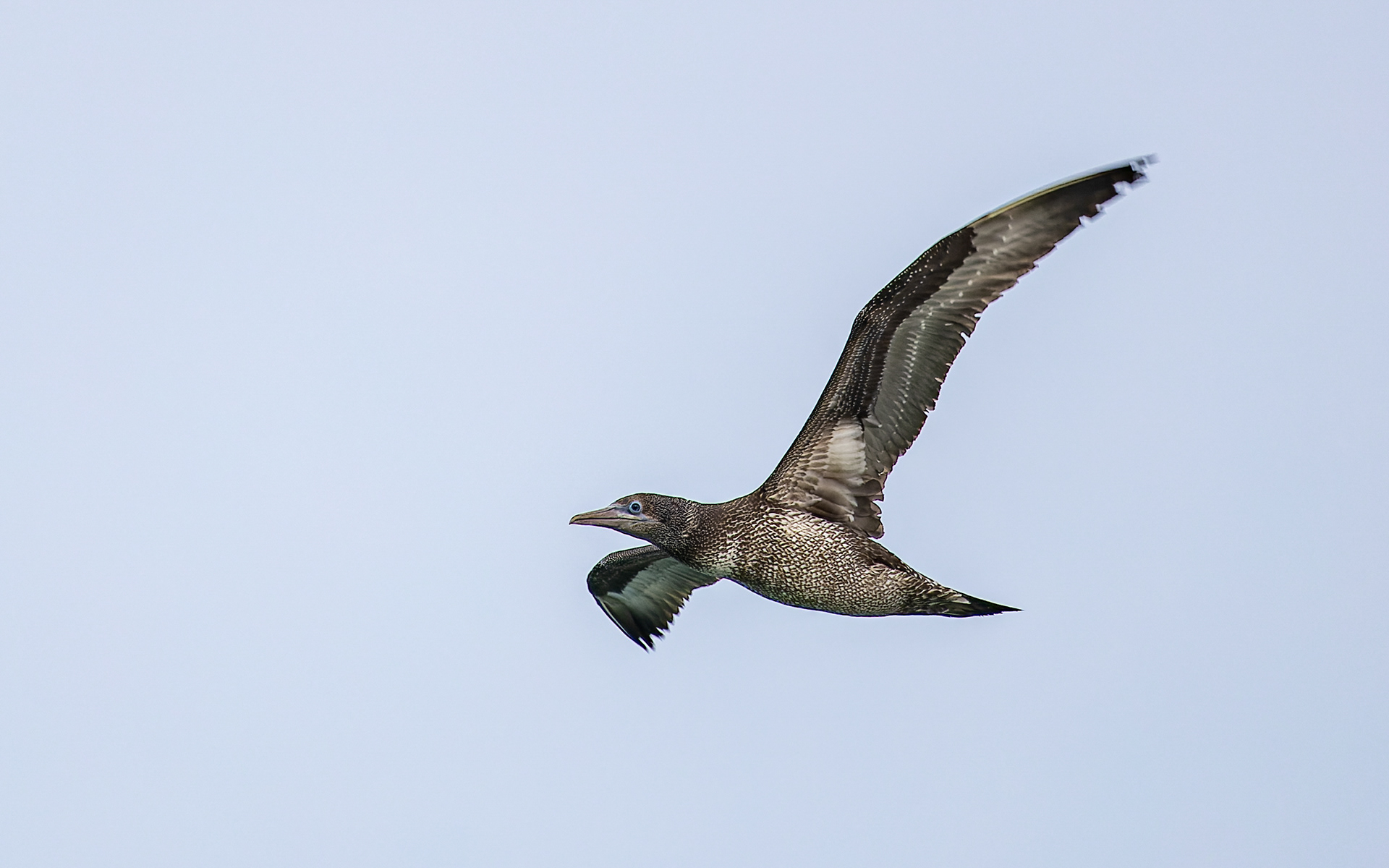 Ung sule i Hanstholm Havn