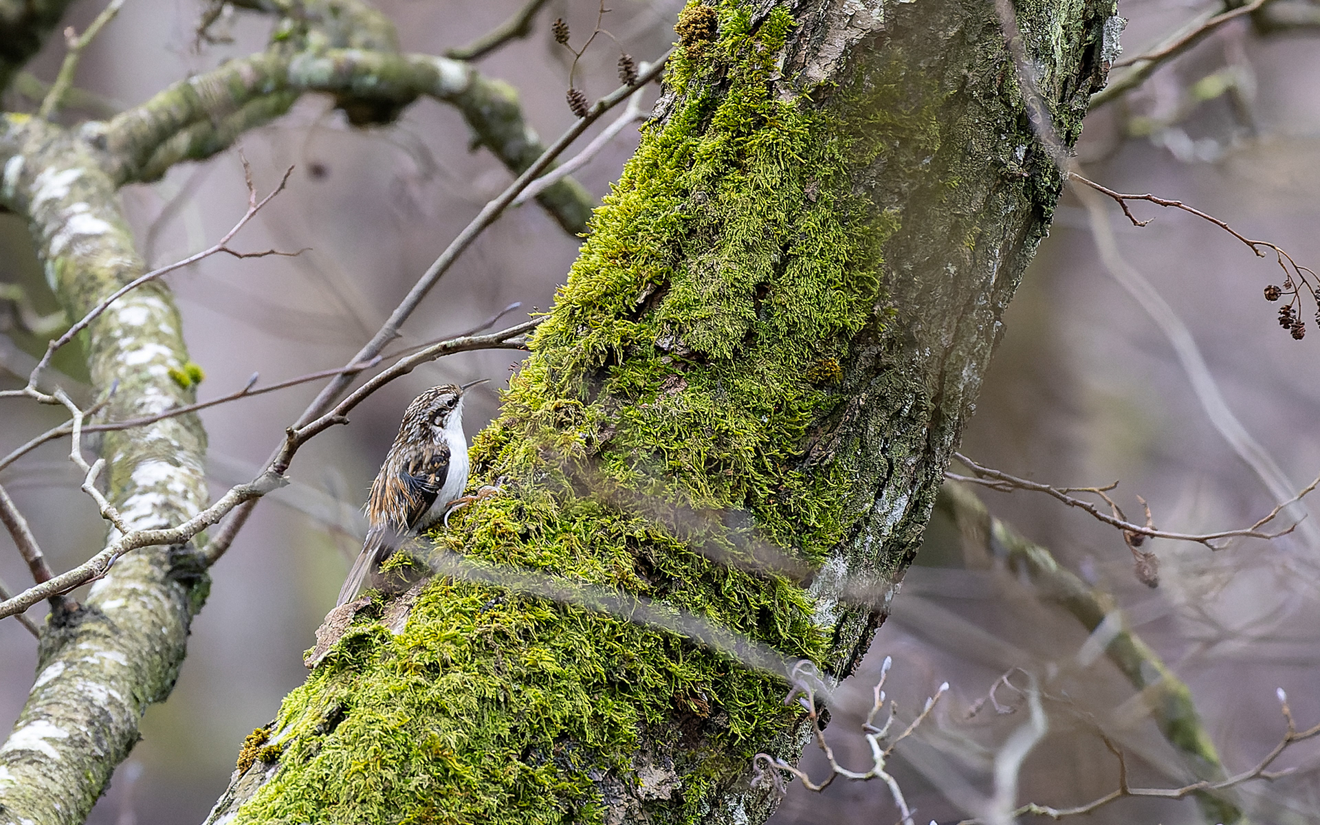 Træløber - Leifs have (Skillingbro)