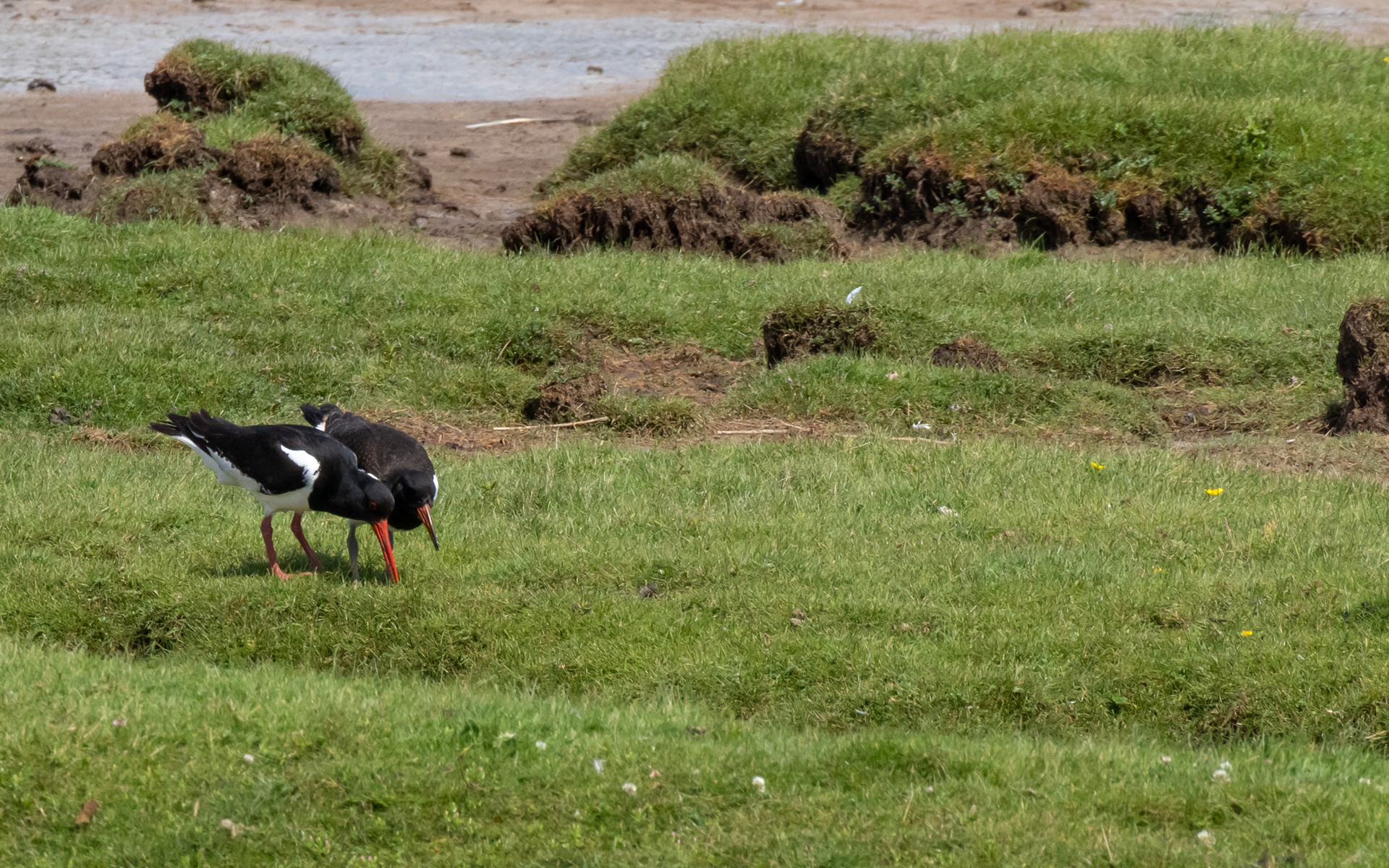 Sidemandsoplæring af juvenil strandskade. Bygholm Vejle