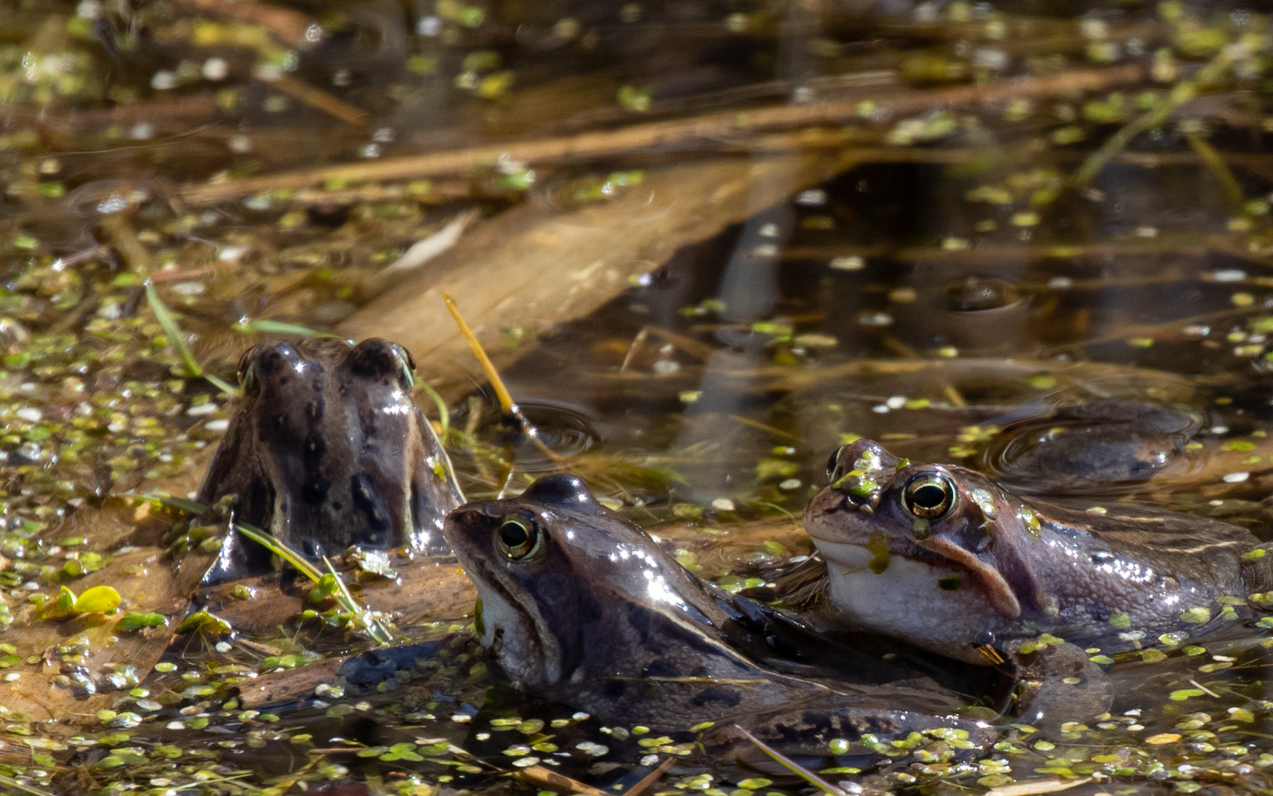 Frøer