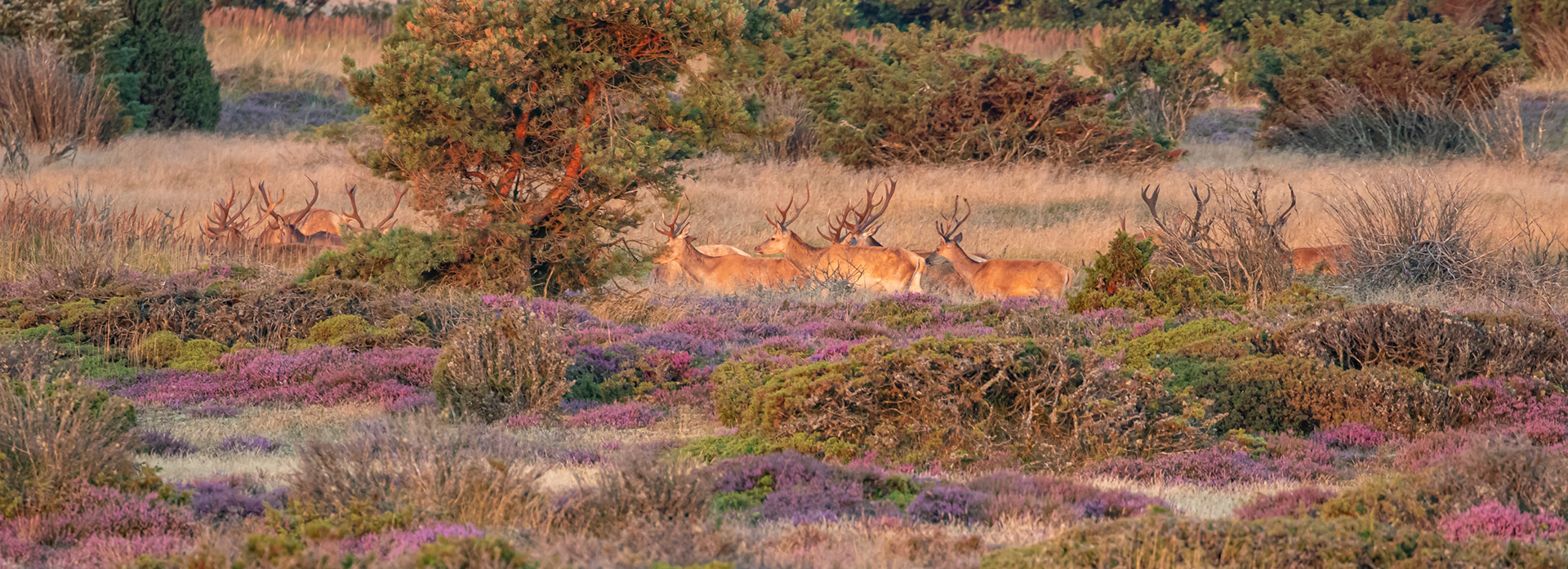  Kronhjorte på Enebærsletten set fra Toftetårnet (ved Øster Hurup)