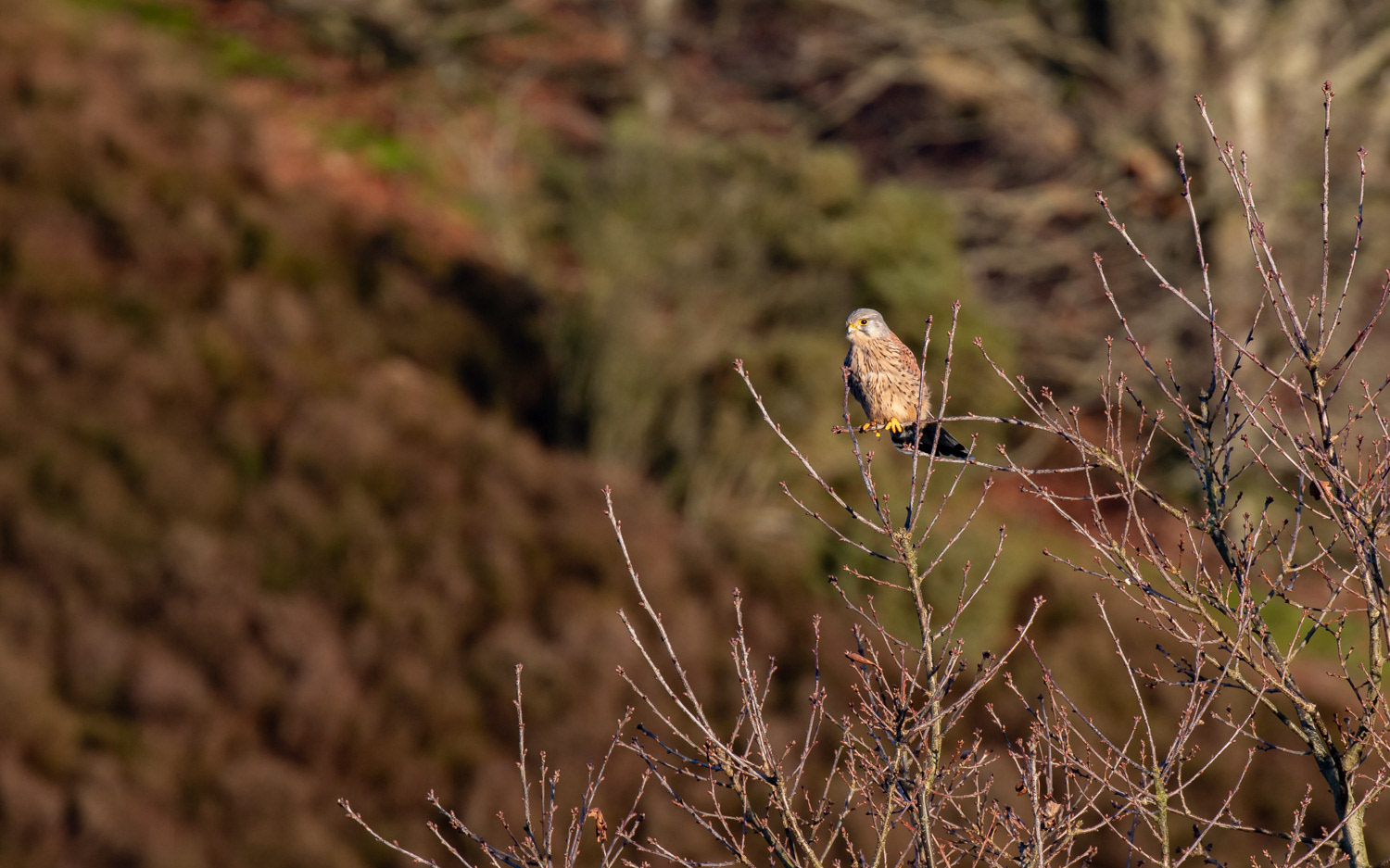 Tårnfalk. Rebild Bakker 12.1.2021