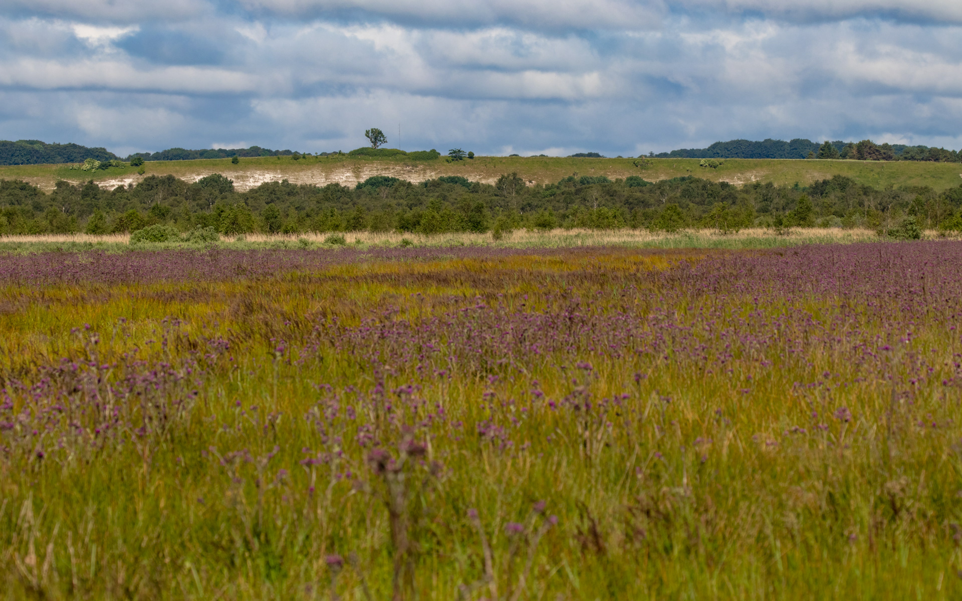 Tidsler i forgrunden og Kællingebjeg i det fjerne