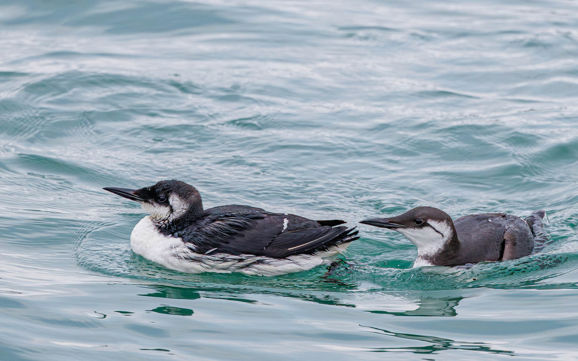 Lomvie i Hanstholm Havn