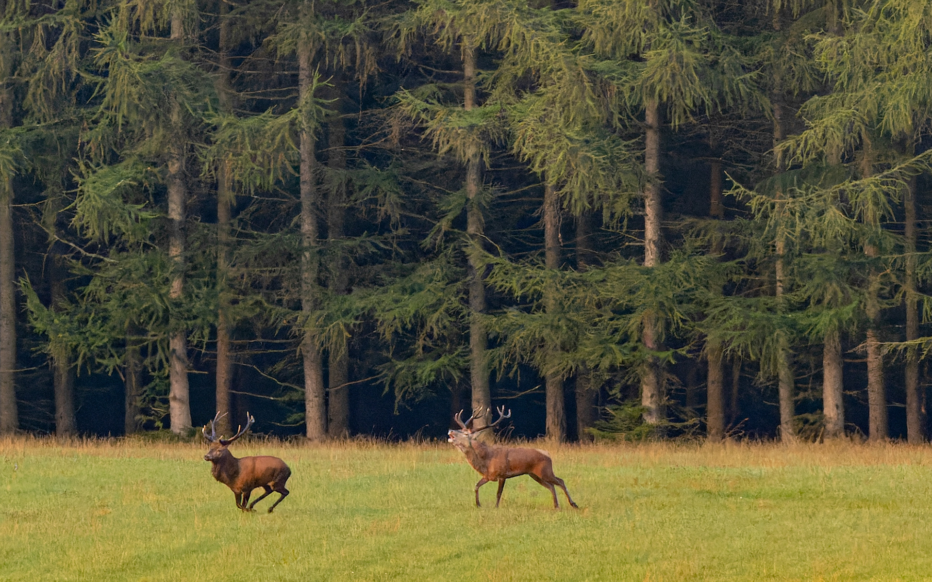 Den indtrængende løb af med sejren og fik sig et harem