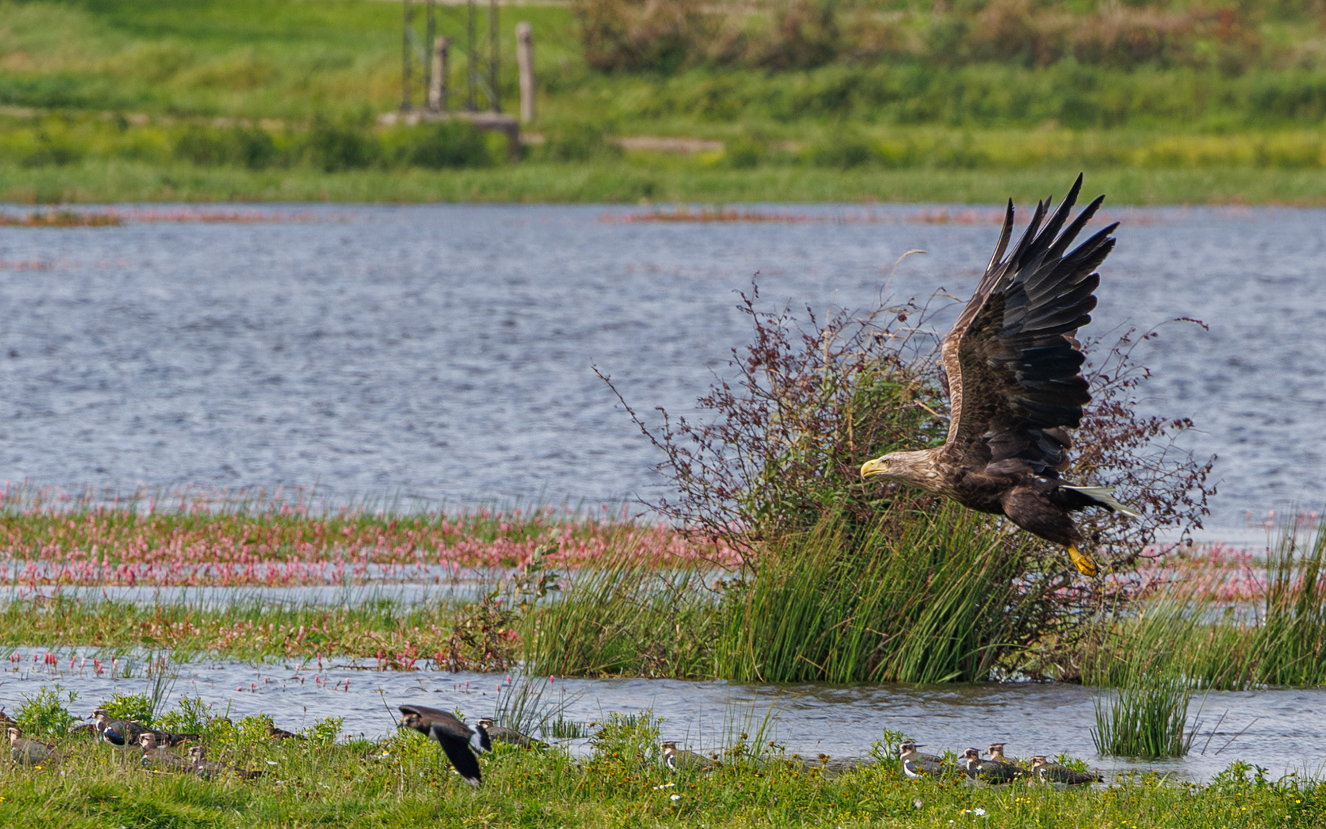 Havørn. Juelstrup Sø