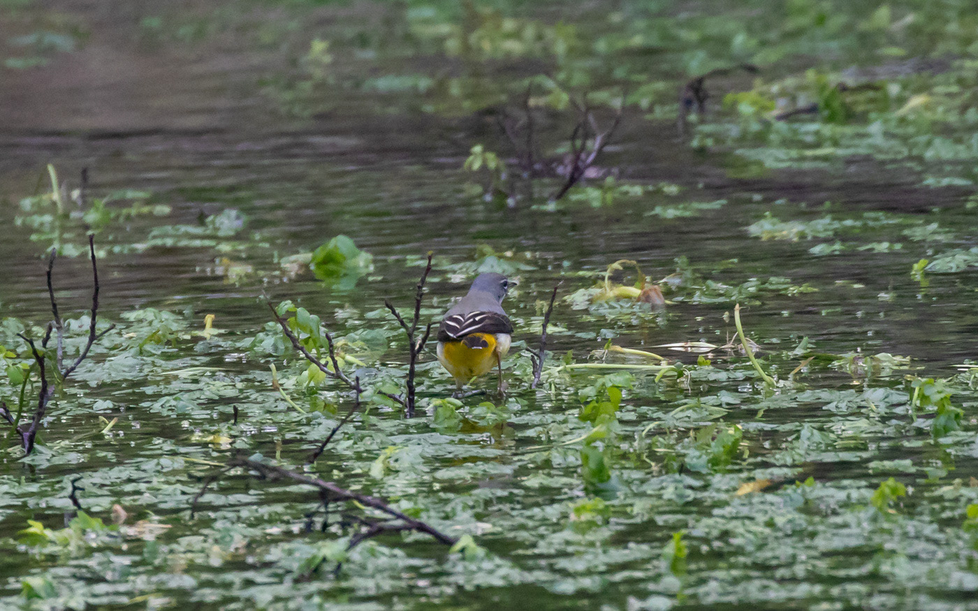 Bjergvipstjert ved Skillingbro