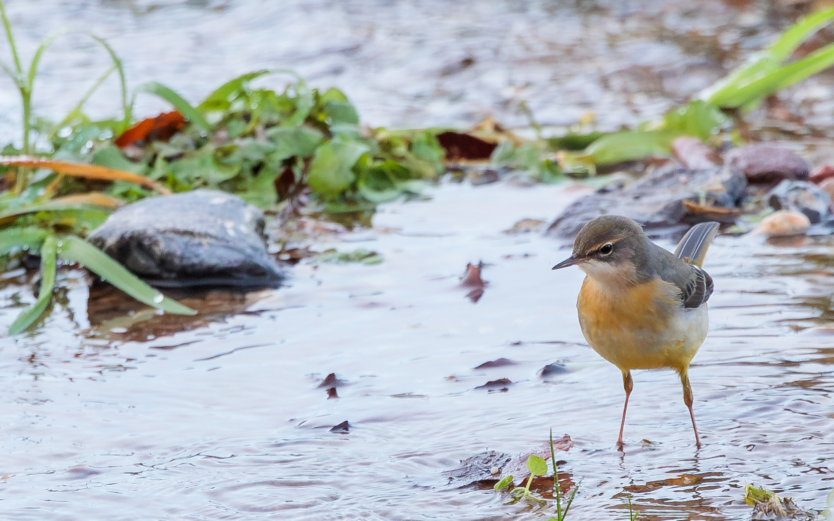 Bjergvipstjert i Ravnkilden
