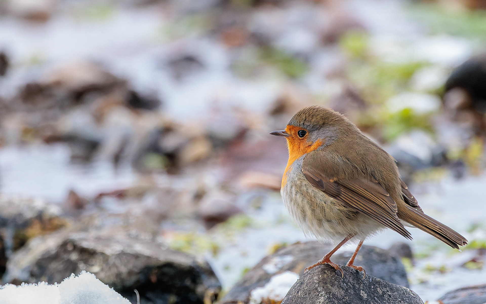 Rødhals i Ravnkilden
