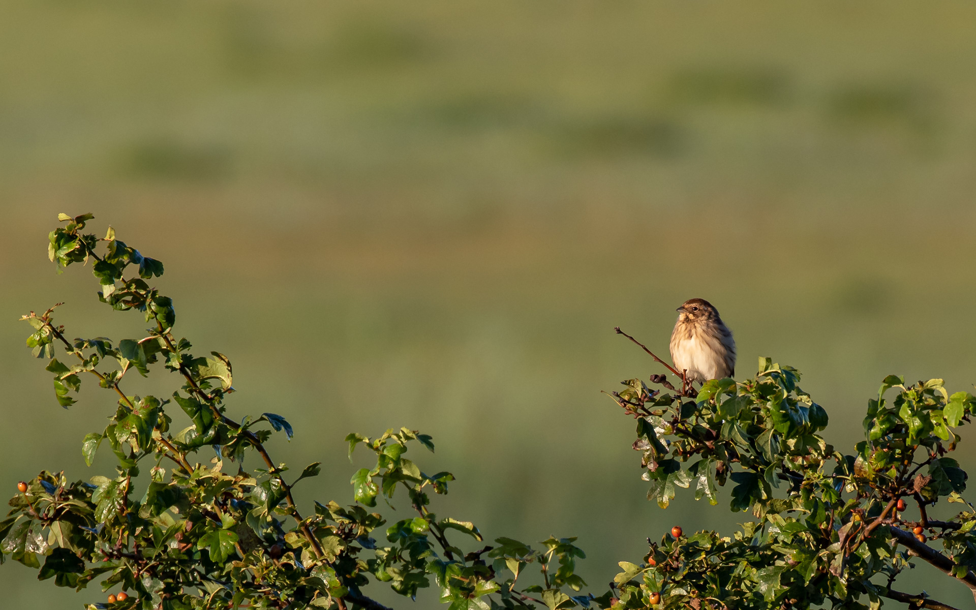 Rørspurv i morgensolen ved Kraptårnet