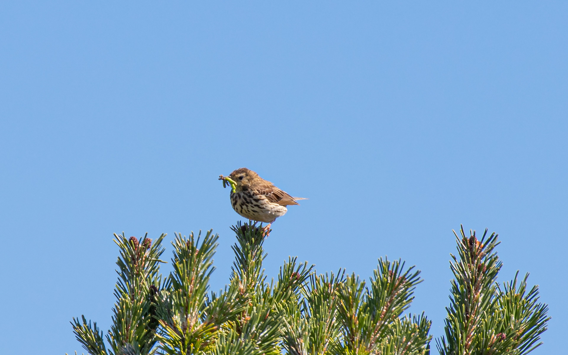 Engpiber - Raabjerg Hede