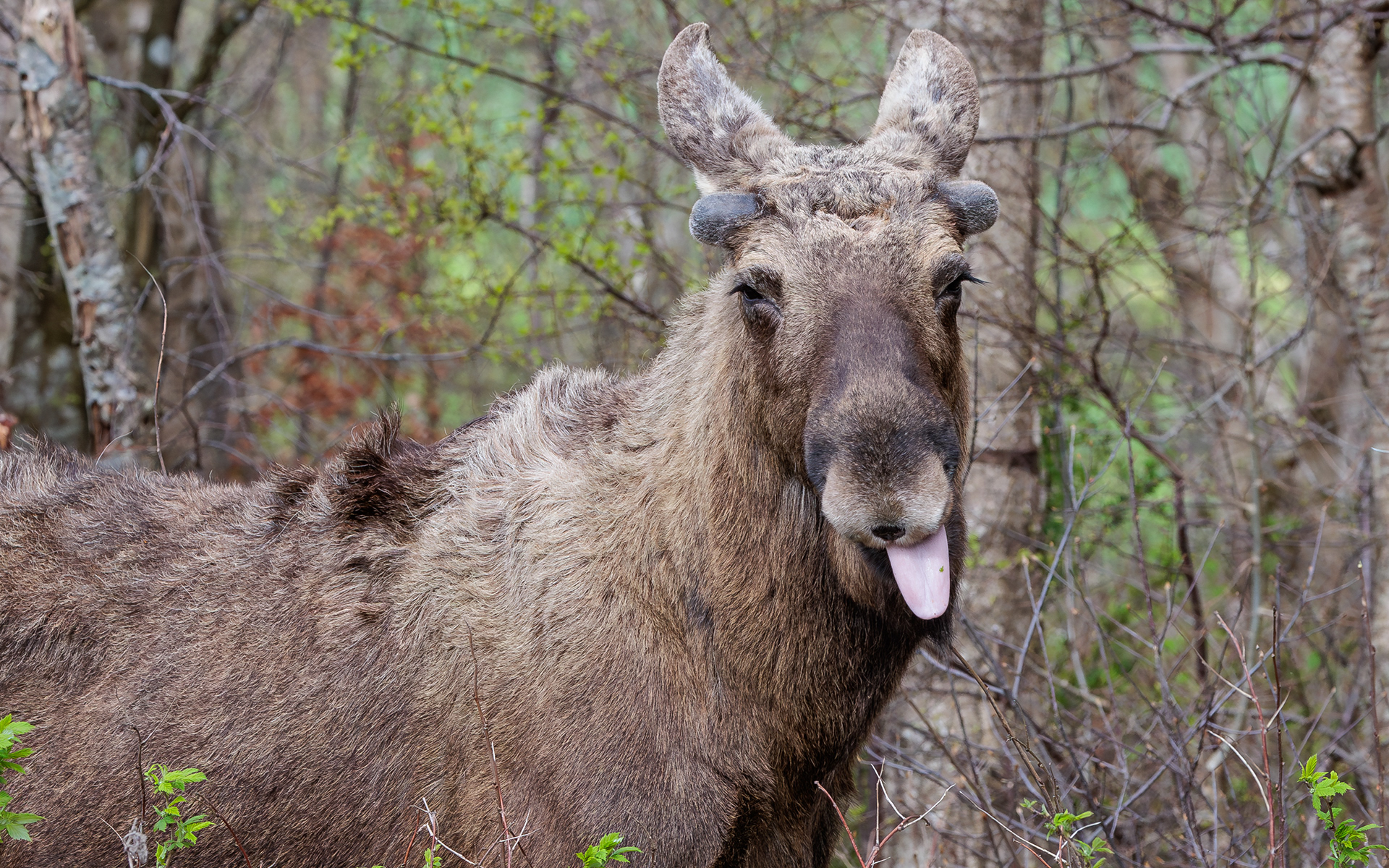 Elg i Lille Vildmose. 14. april