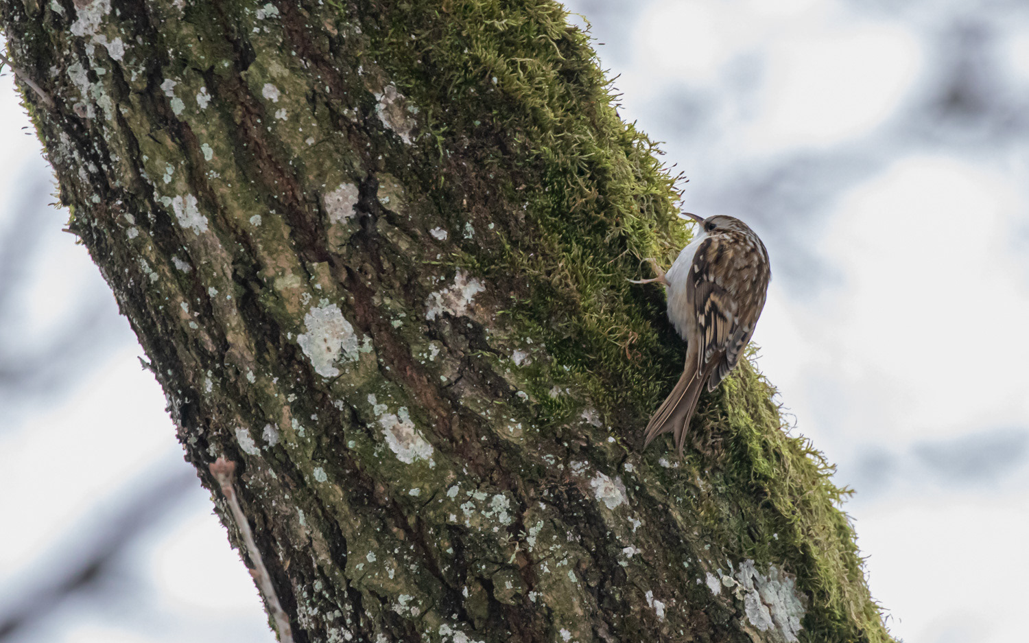 Træløber. Rebild Bakker 15.1.2021