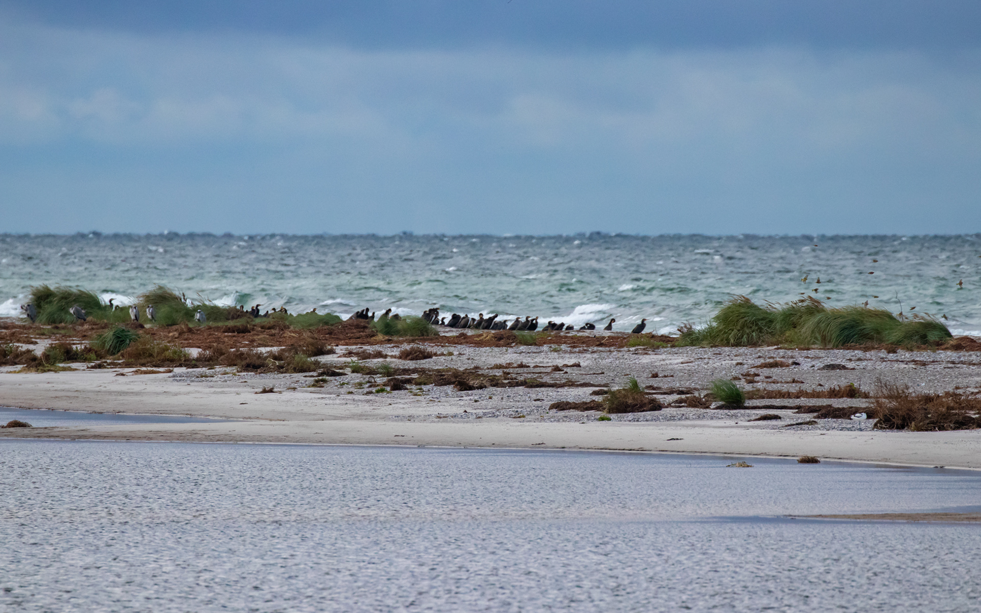 Skarv på Måkläppen