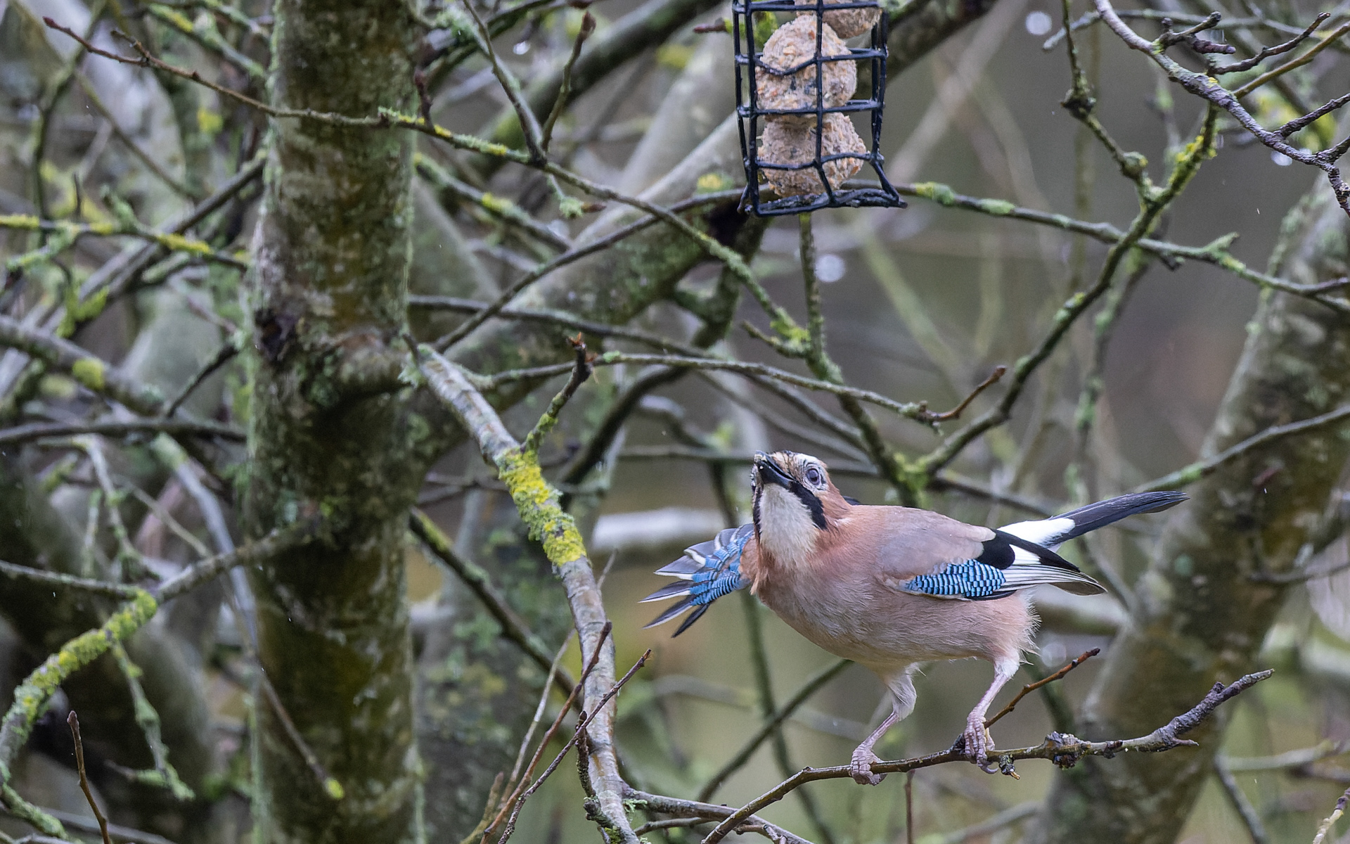 Skovskaden er vild med fedtkuglerne