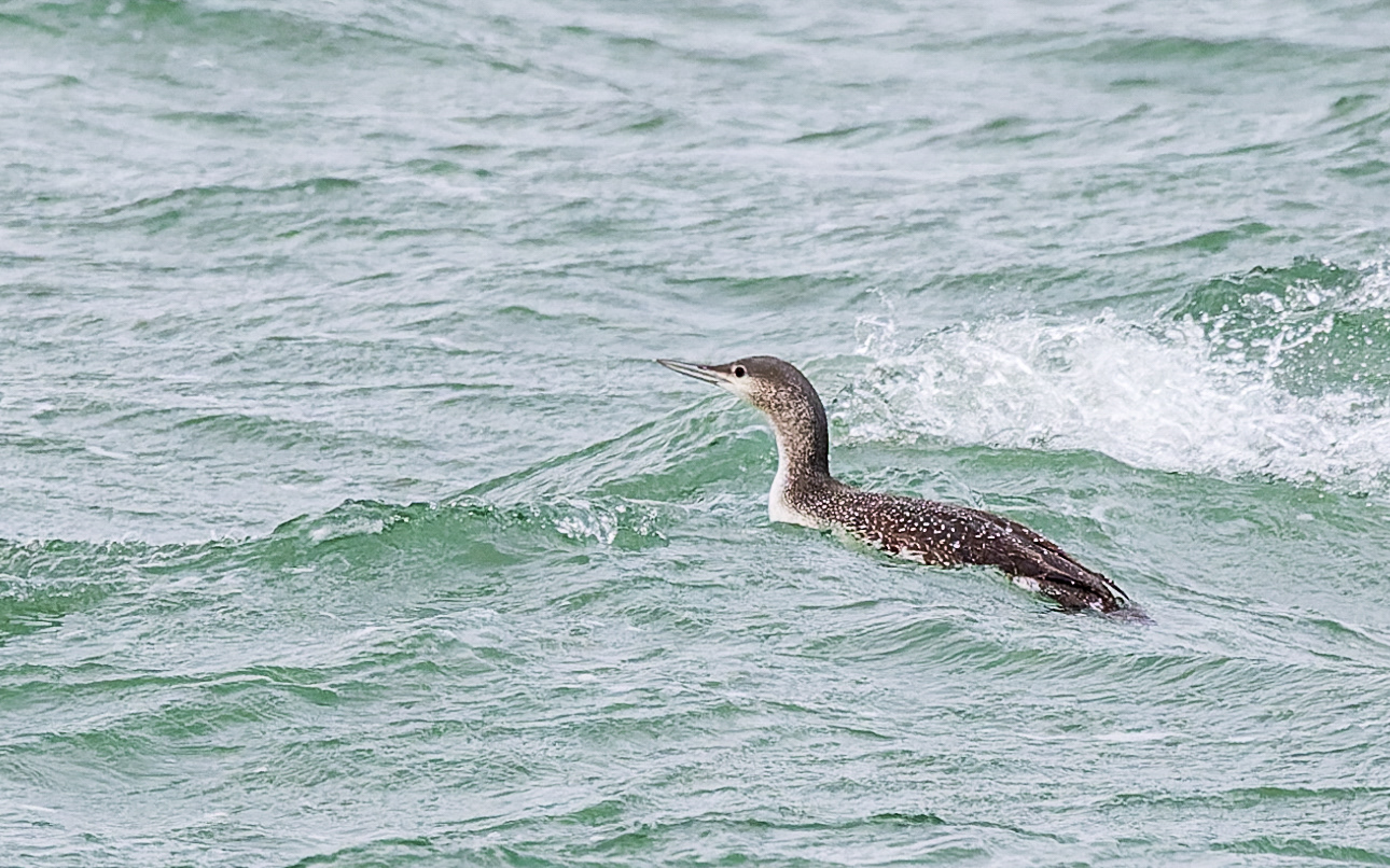 Rødstrubet lom i Hanstholm Havn