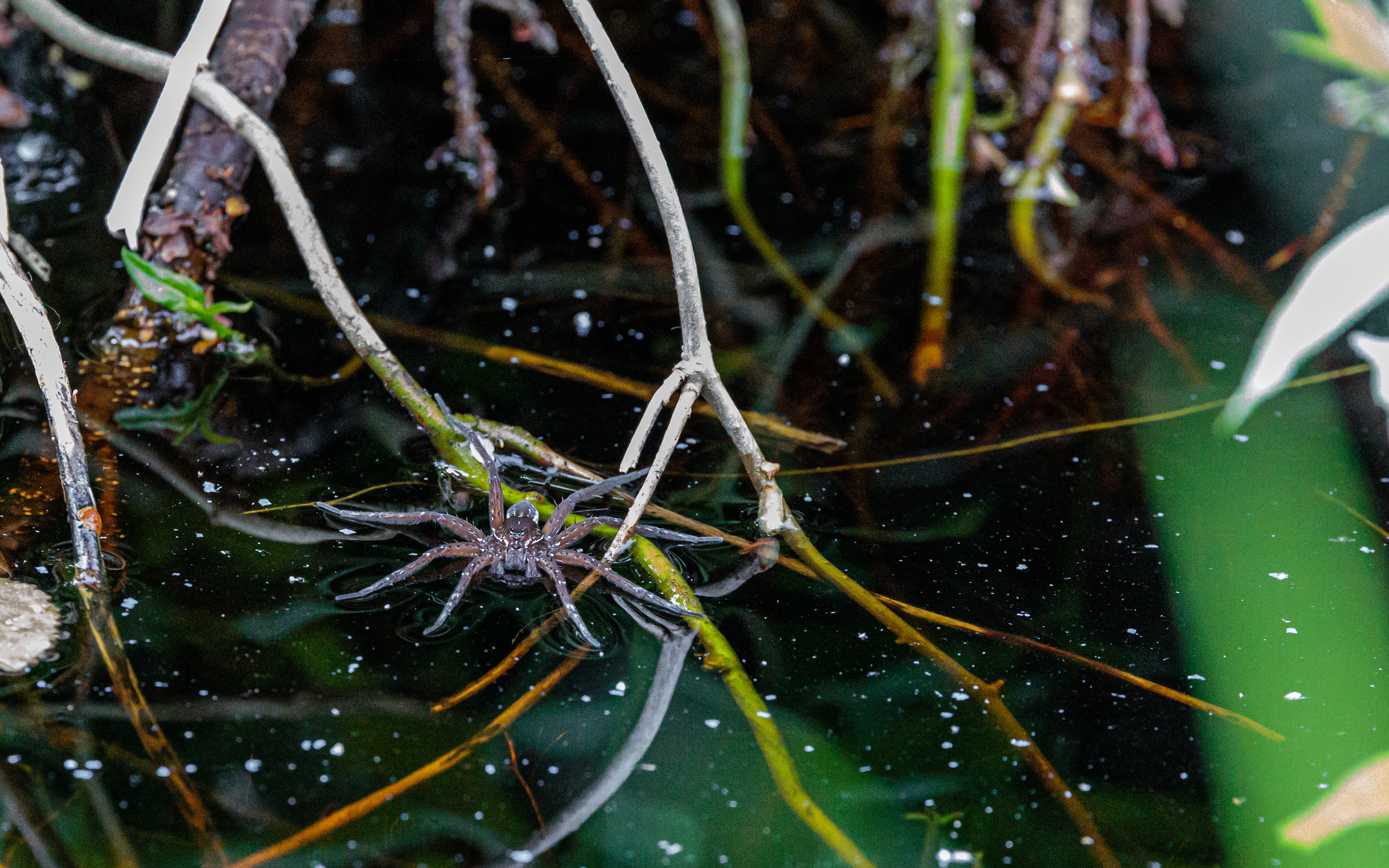 Dolomedes sp. Kaffepletten/Portlandsmosen. Lille Vildmose