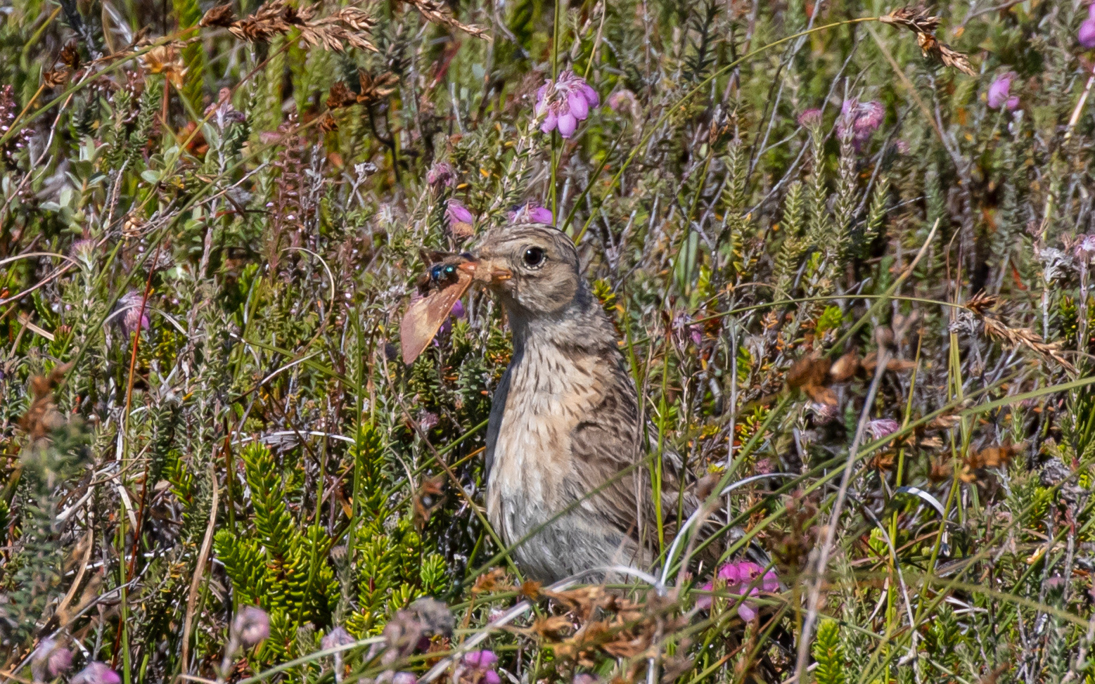 Sanglærke klar til fodring - Raabjerg Hede