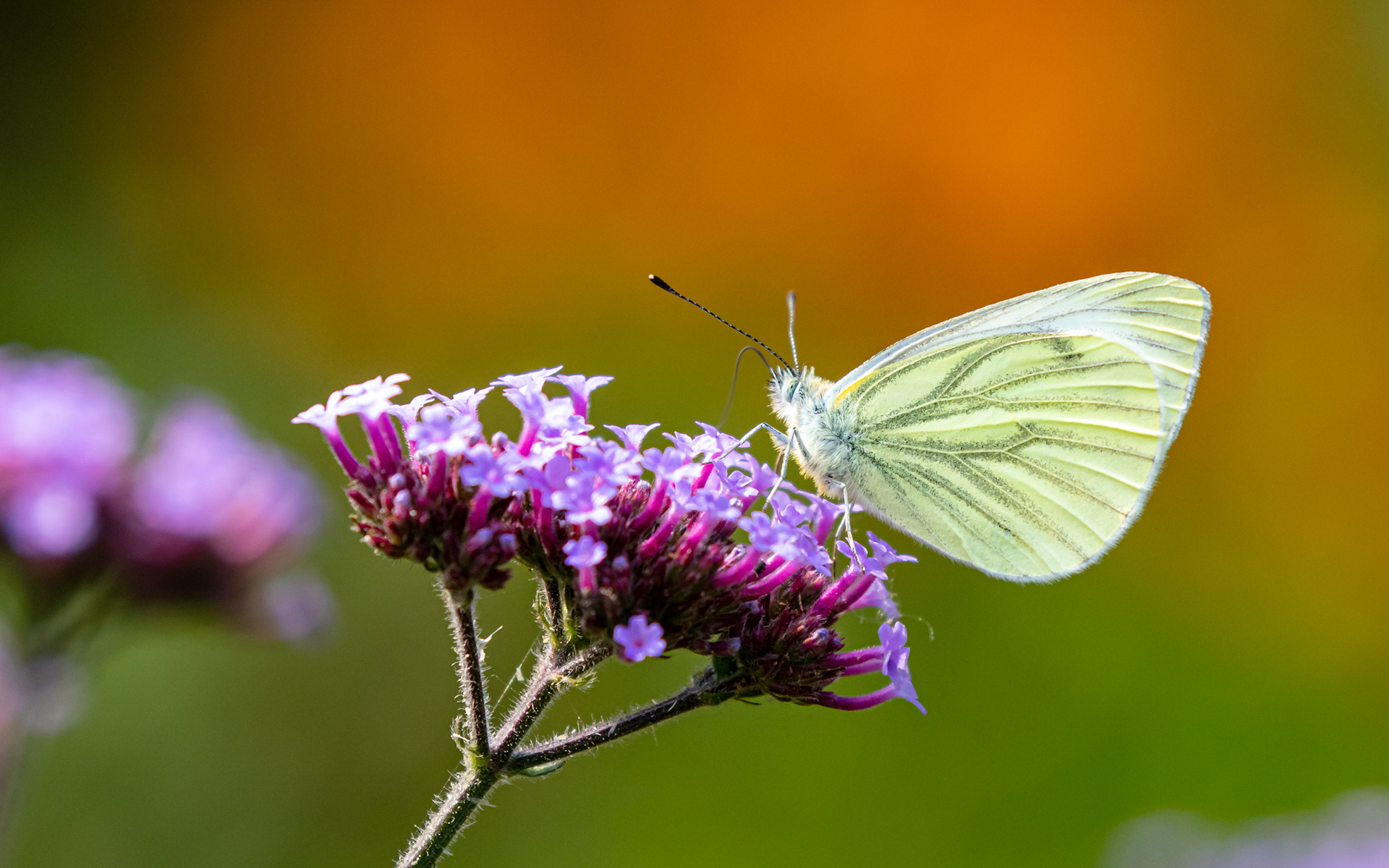 Grønåret kålsommerfugl