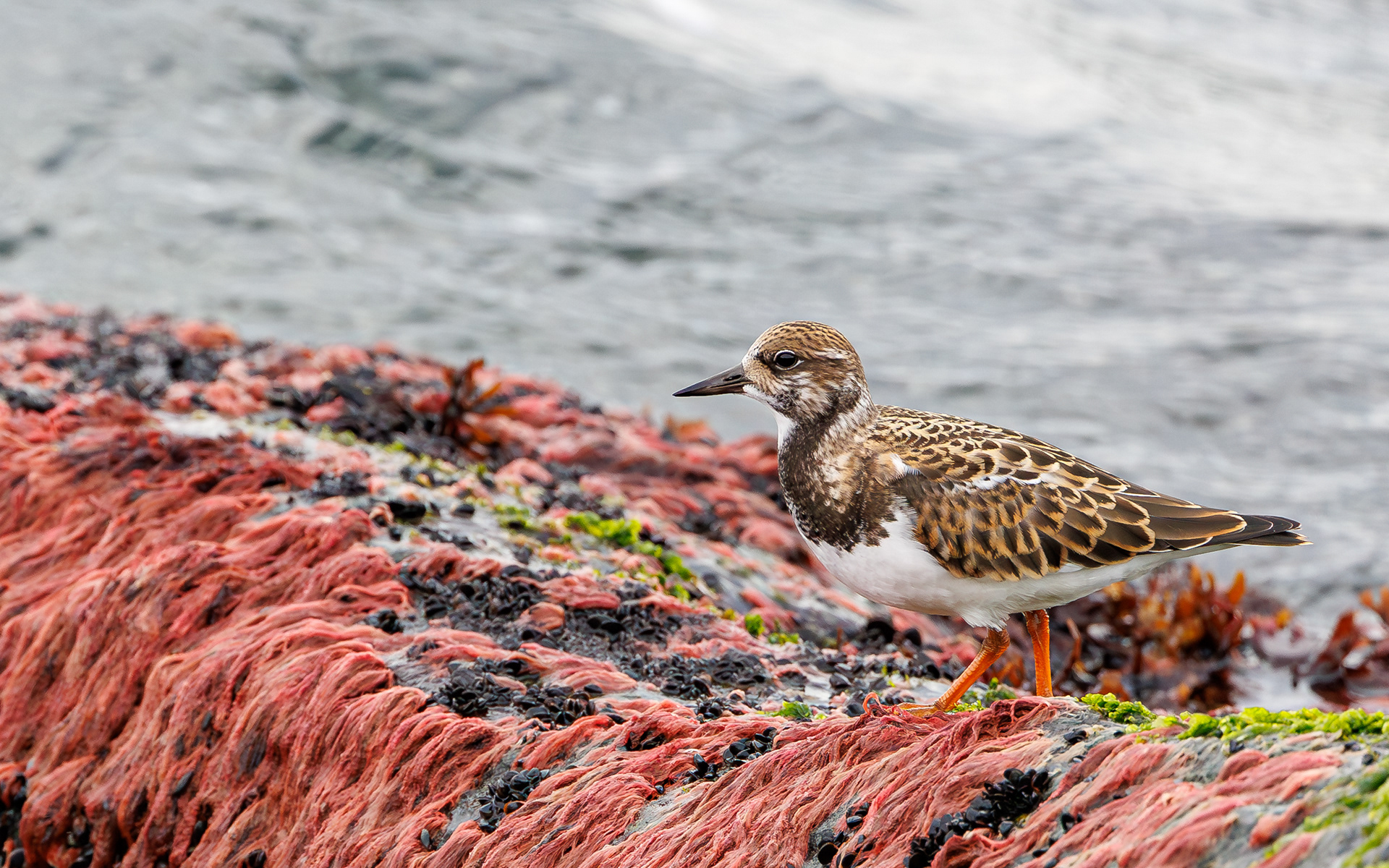 Stenvender. Agger Tange - havsiden
