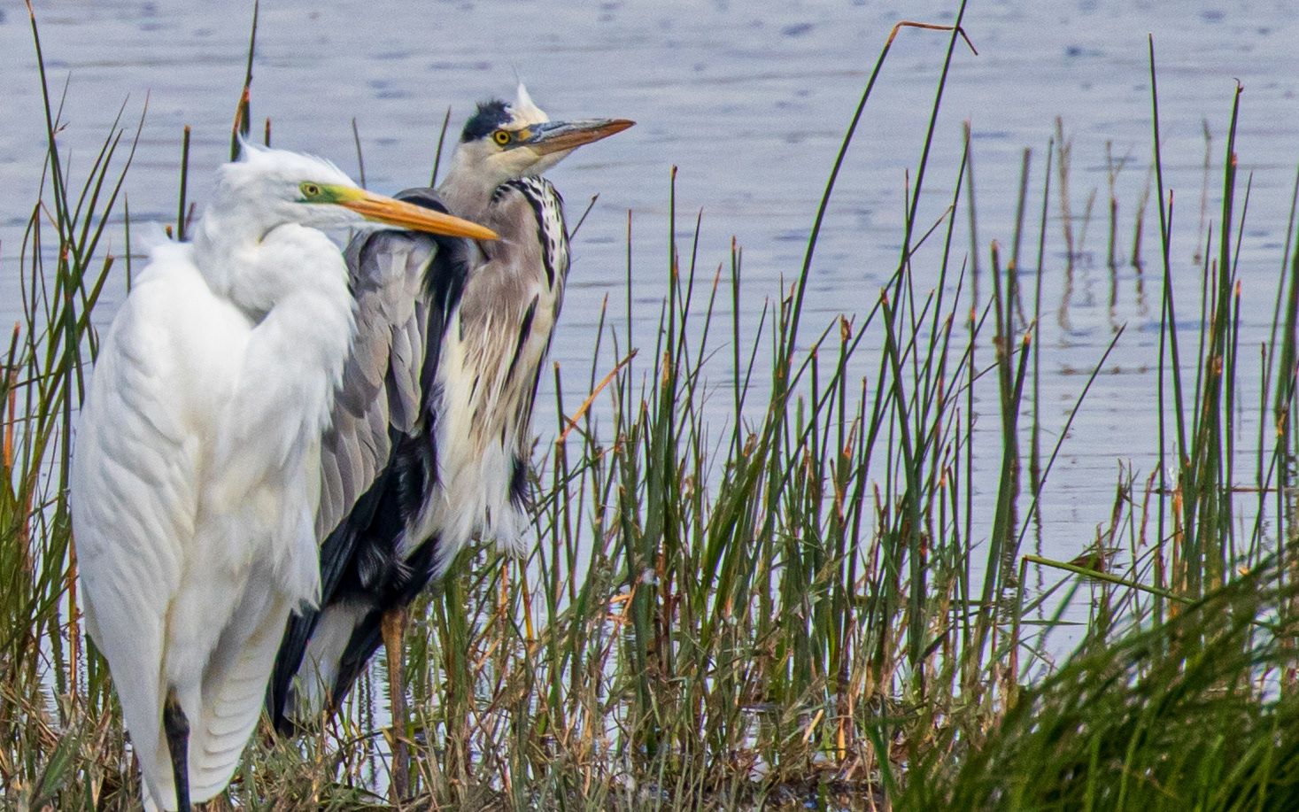 2 slags hejrer ved Lund Fjord