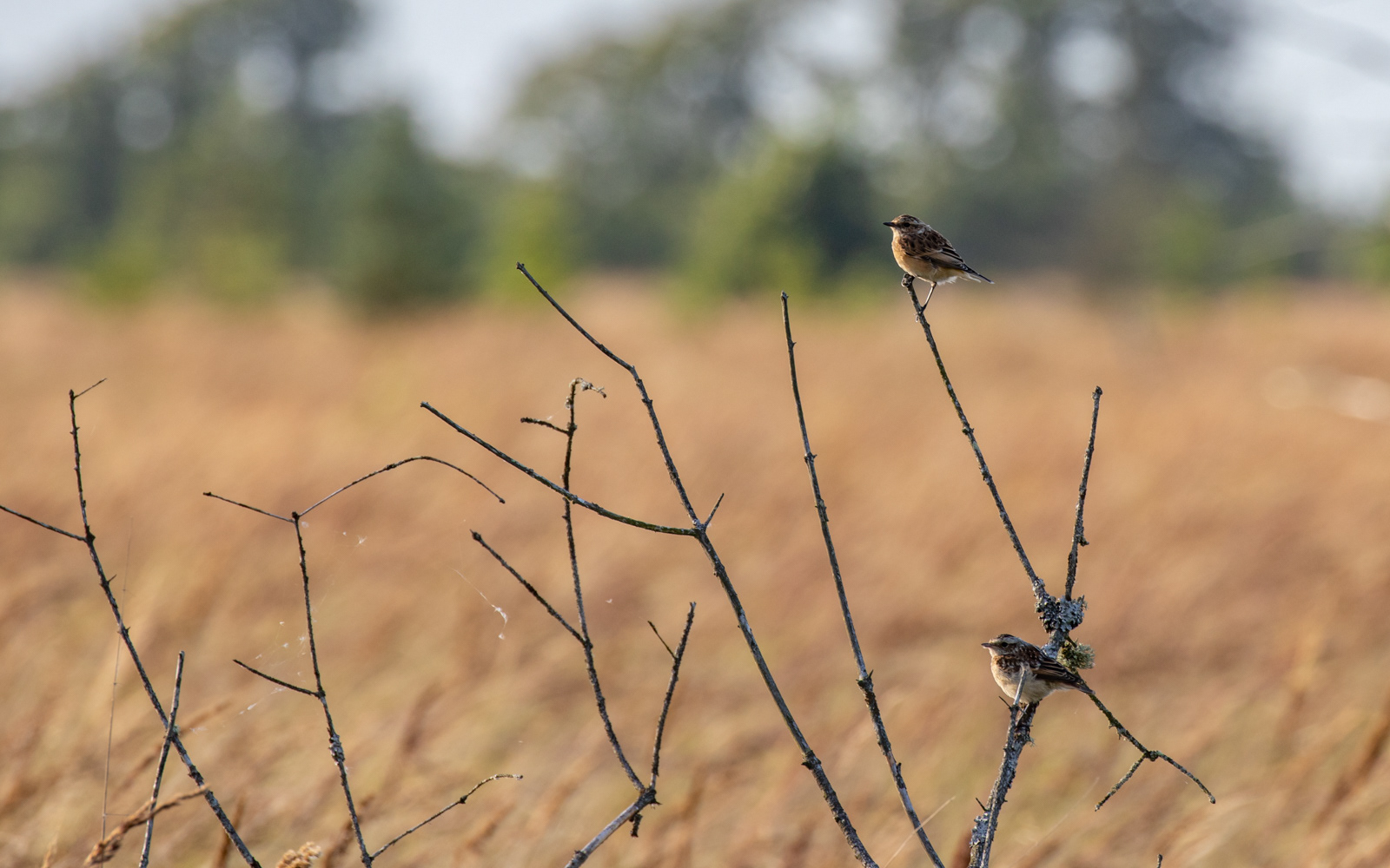 Bynkefugle i Tofte Skov