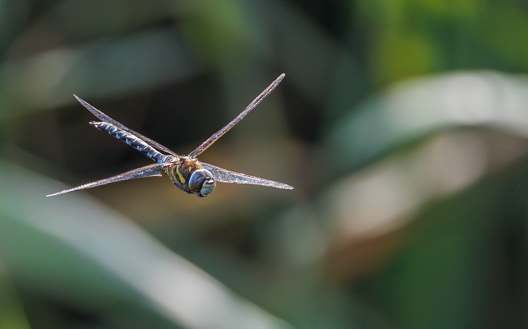 Efterårs-mosaikguldsmed. Kølsen Enge