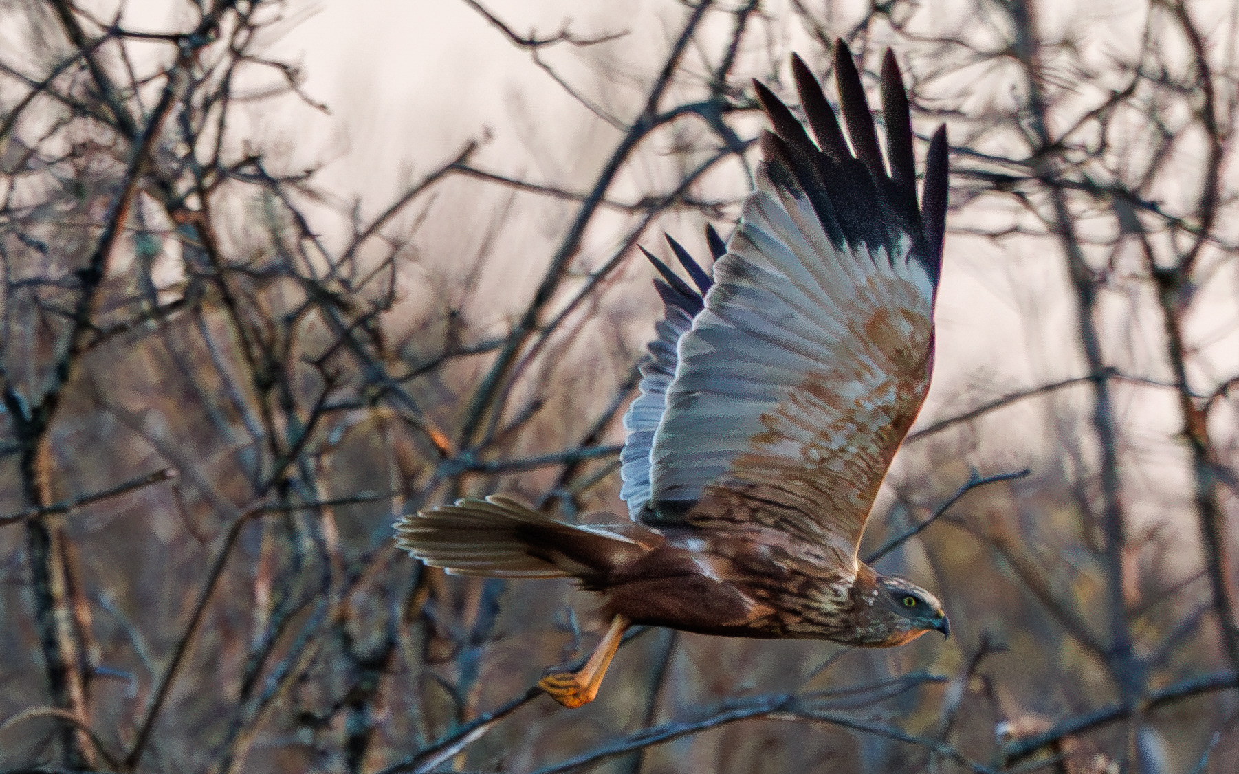 Rørhøg i Lille Vildmose. Ved solopgang 22. april