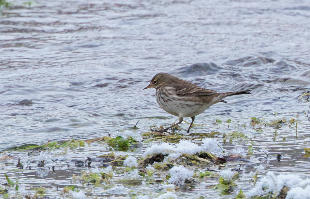 Bjergpiber i Kousbækken