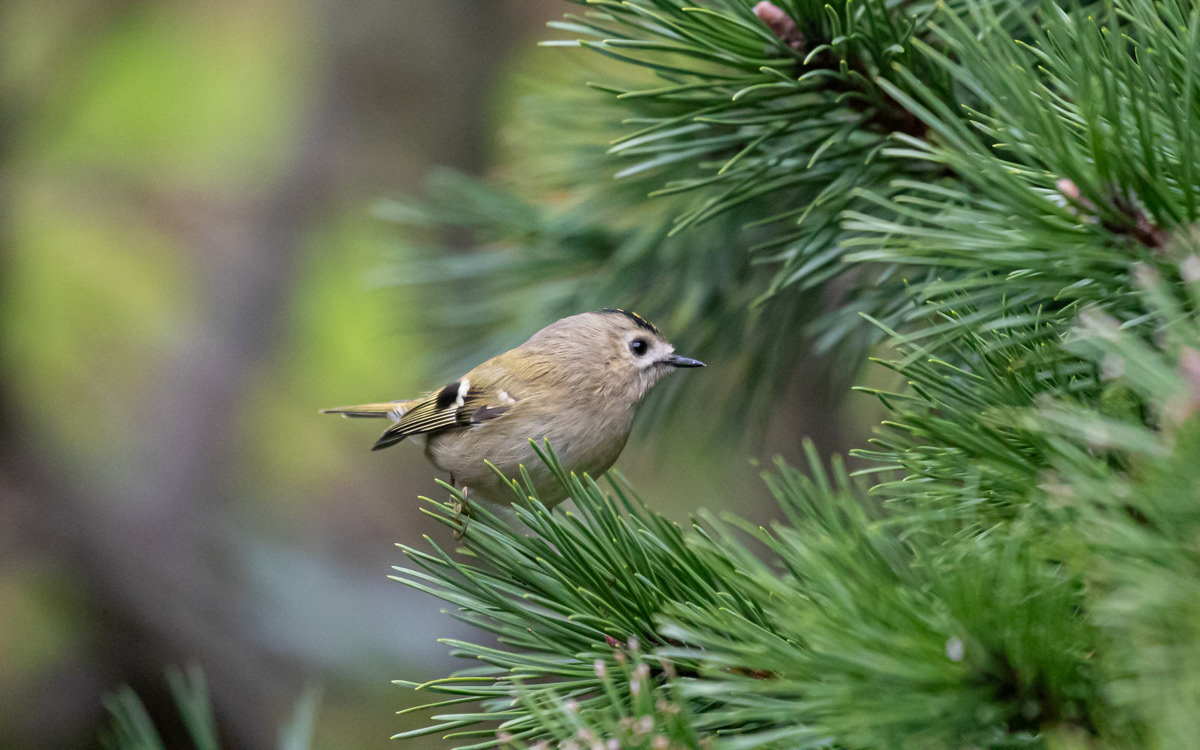 Fuglekonge hjemme i haven. 1.12.2020