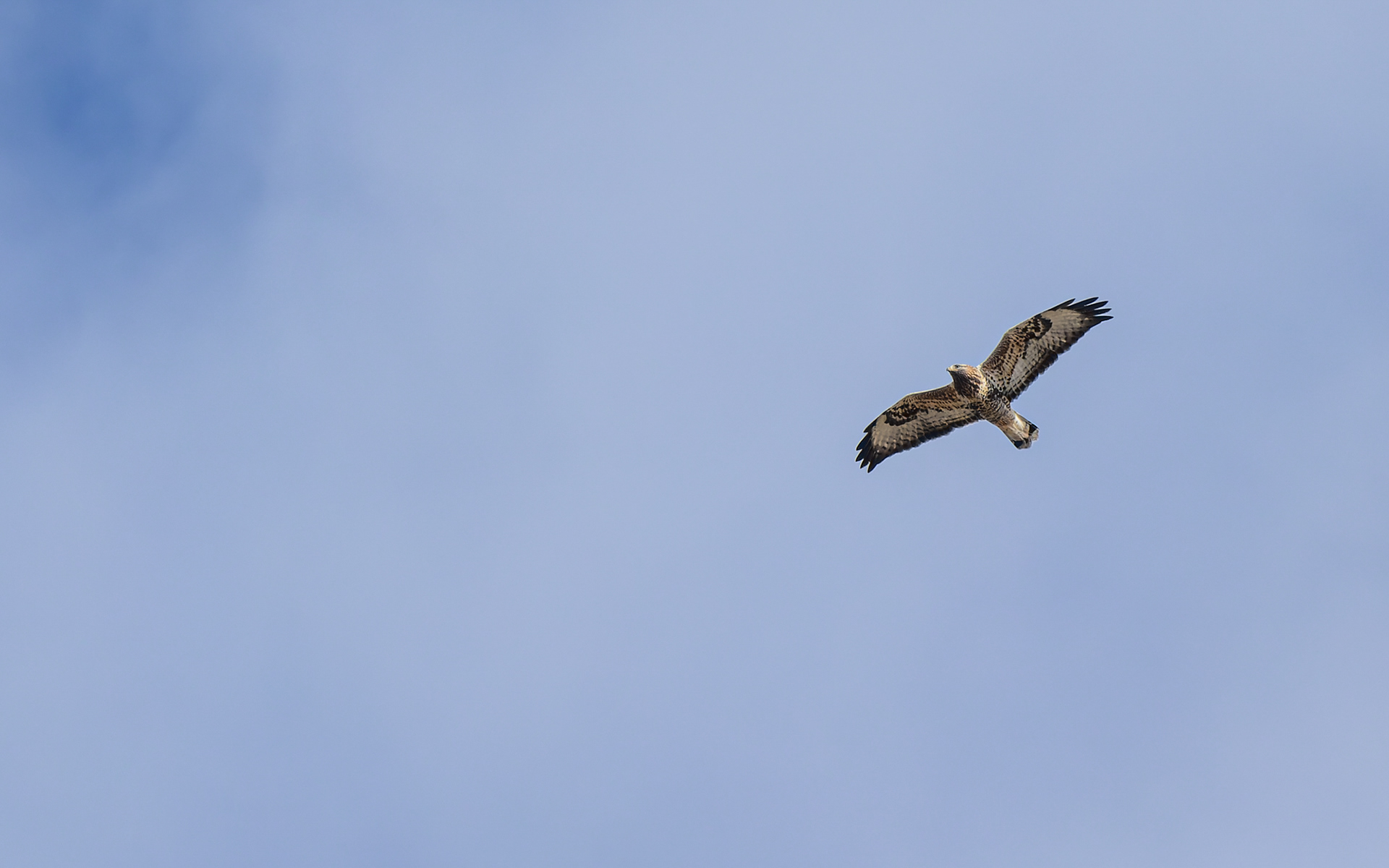 Fjeldvåge - Falsterbo