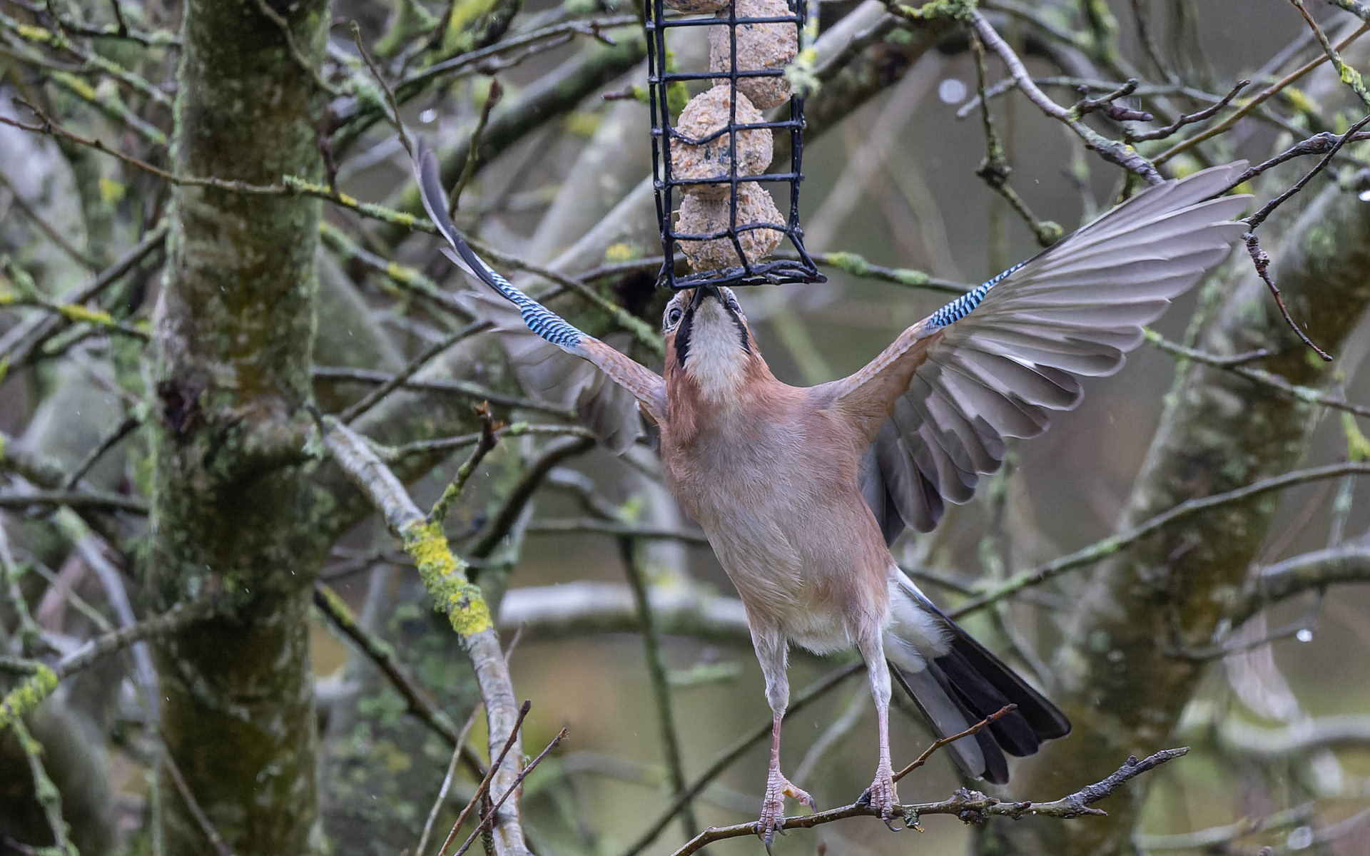 Skovskaden er vild med fedtkuglerne