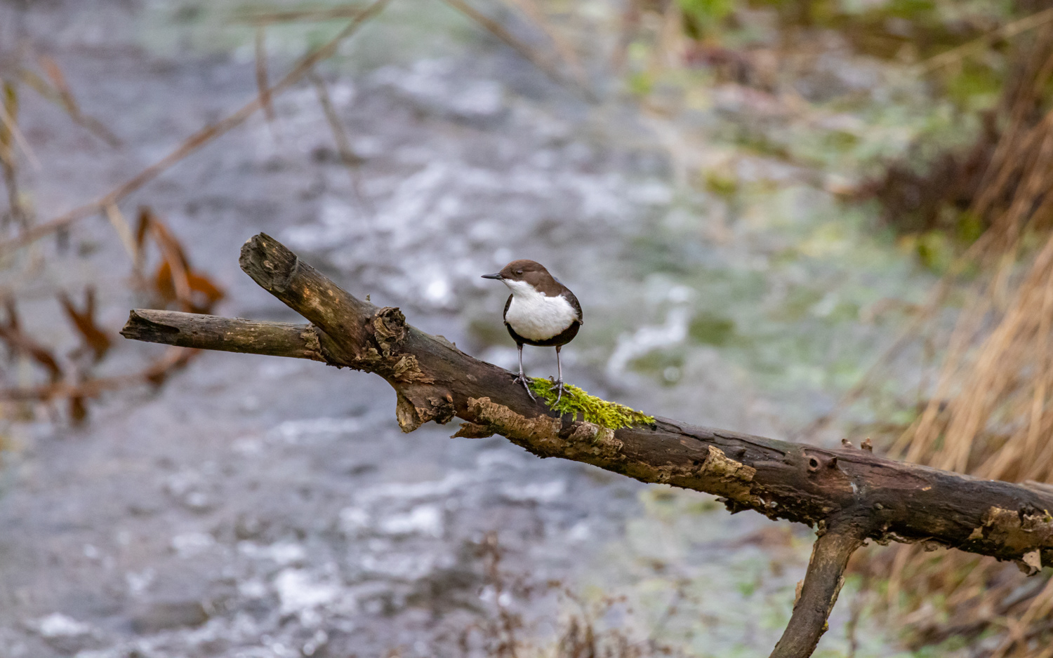 Vandstær i Kovads Bæk