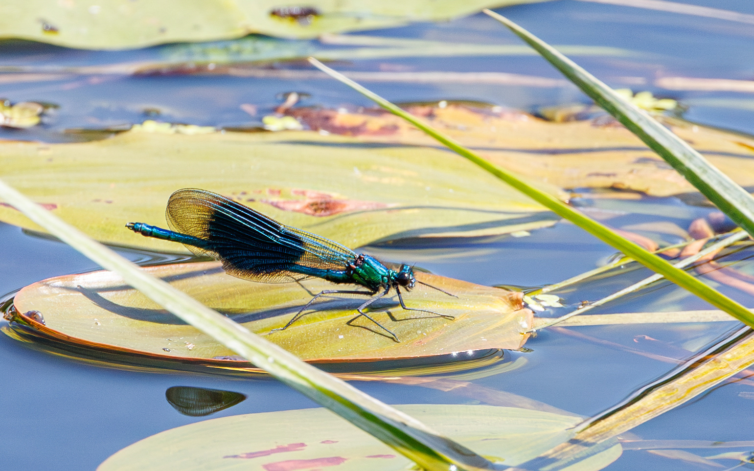 Blåbåndet pragtvandnymfe