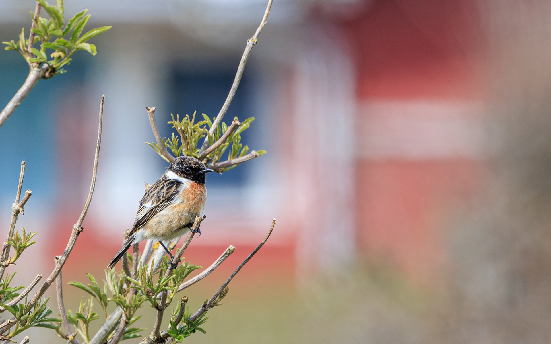 Sortstrubet bynkefugl. Skallerup Klit 20. april