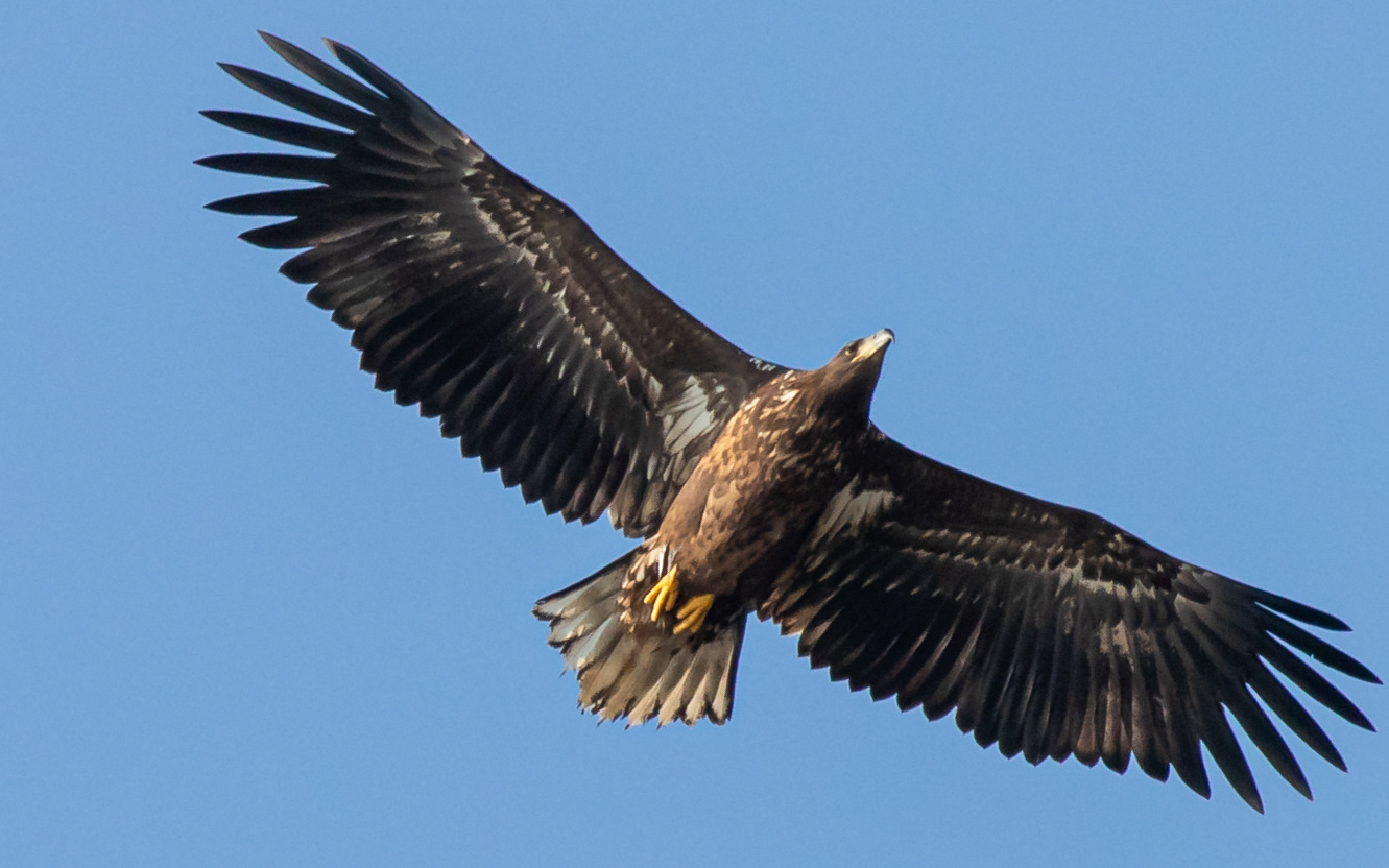 Havørn over Birkesø