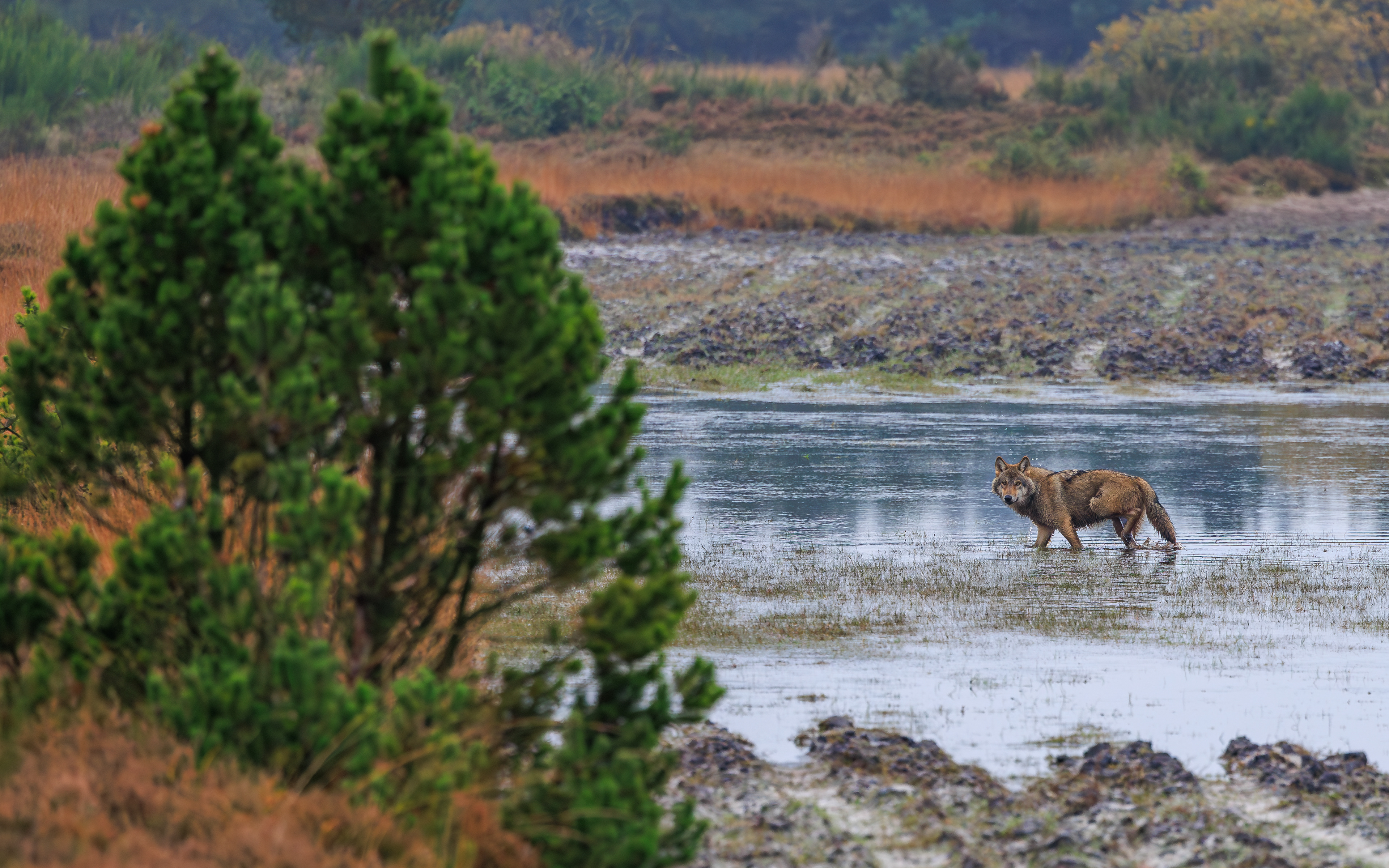 Ulv på Borris Skydeterræn