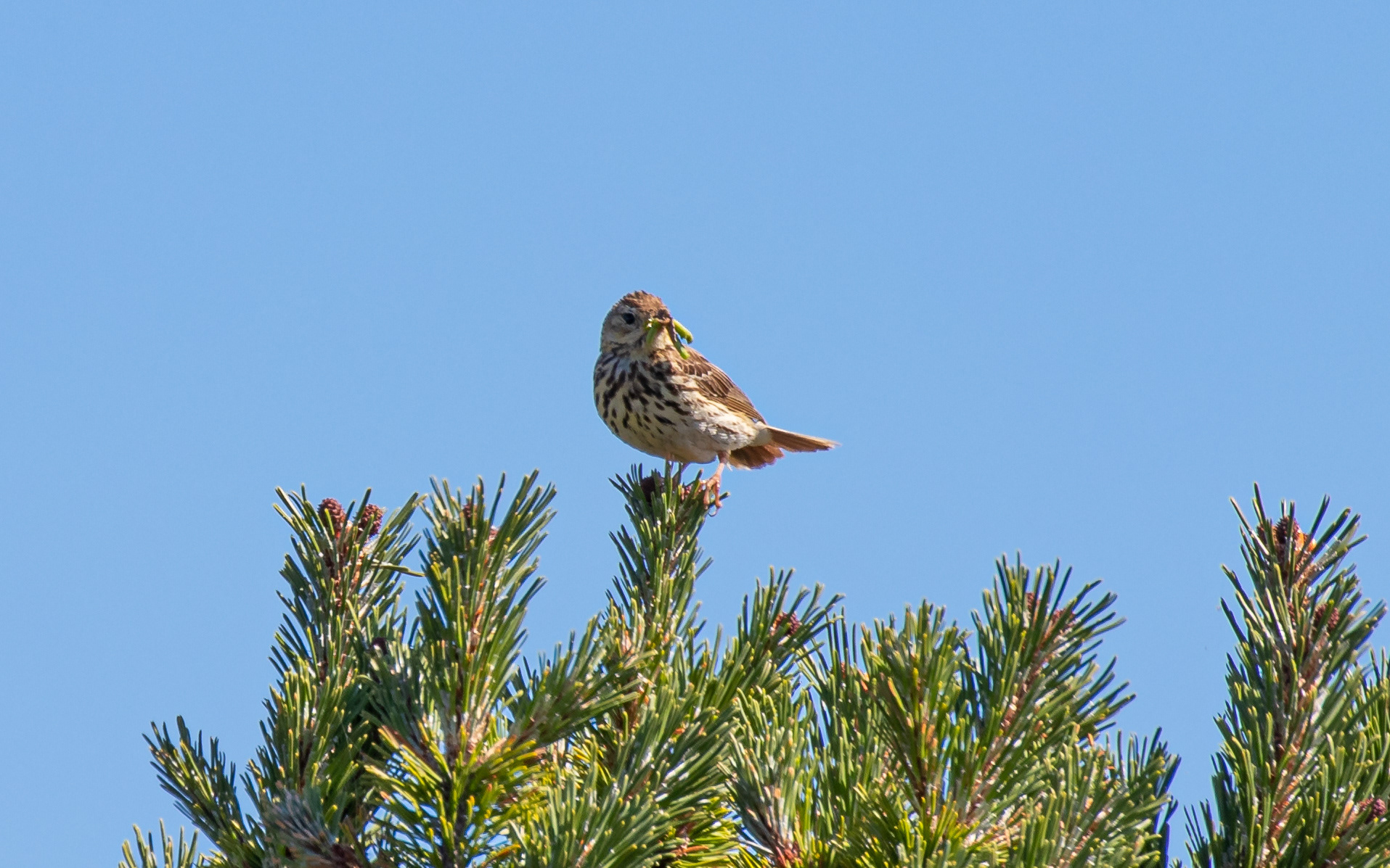 Engpiber på Raabjerg Hede