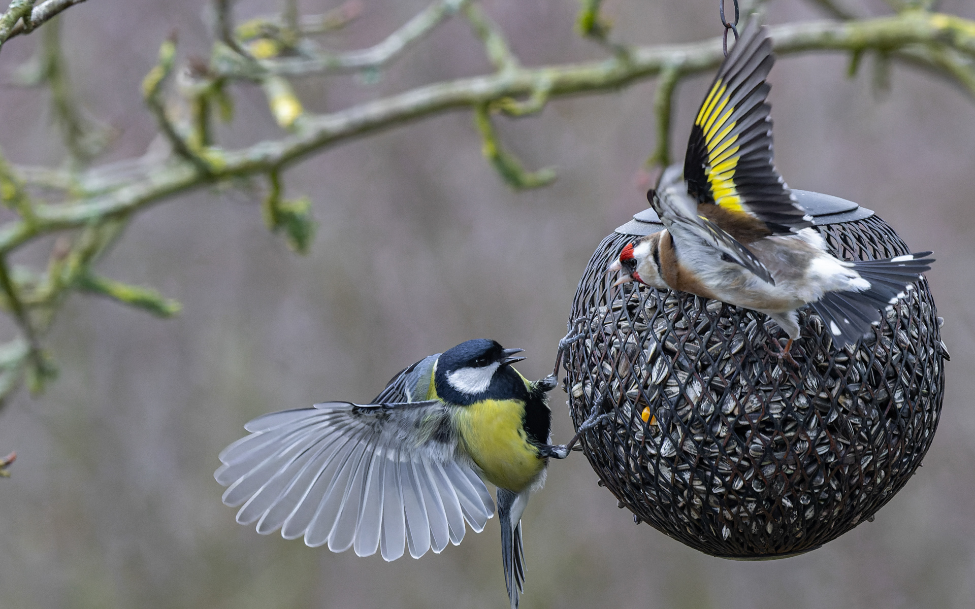 Hvem skal til fadet først - stillits eller musvit?