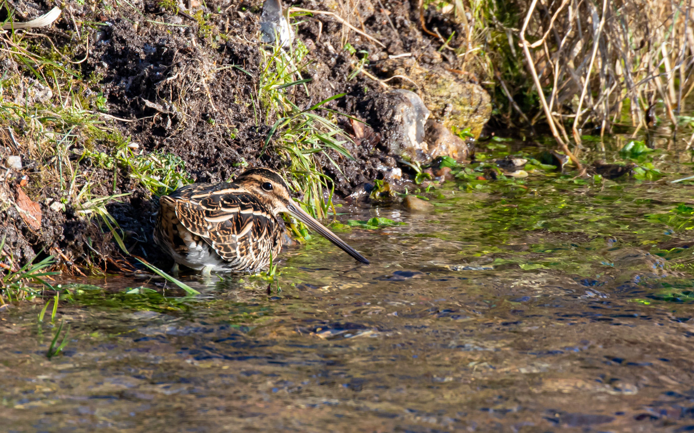 Dobbeltbekkasin i Skillingbro-bækken