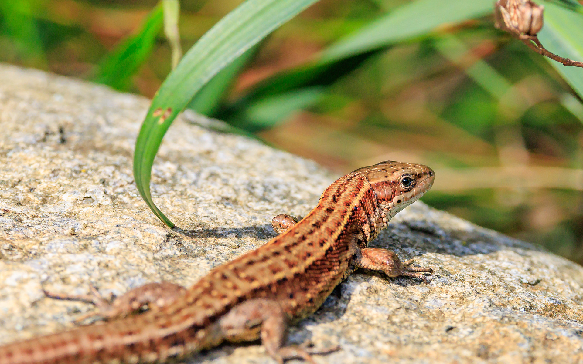 Skovfirben - hjemme i haven
