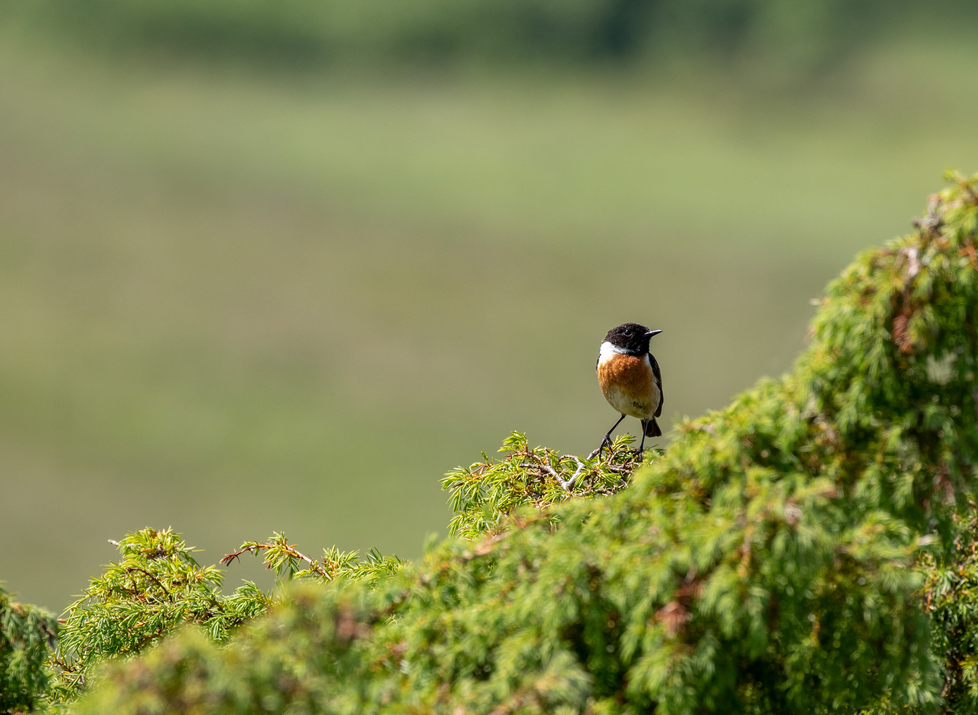 Sortstrubet bynkefugl i Rebild Bakker