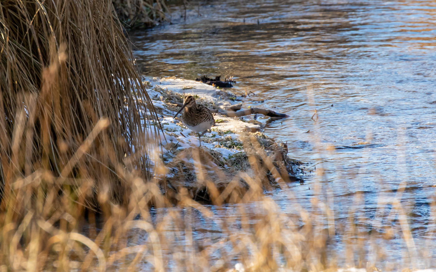 Dobbeltbekkasin ved Ravnkilde
