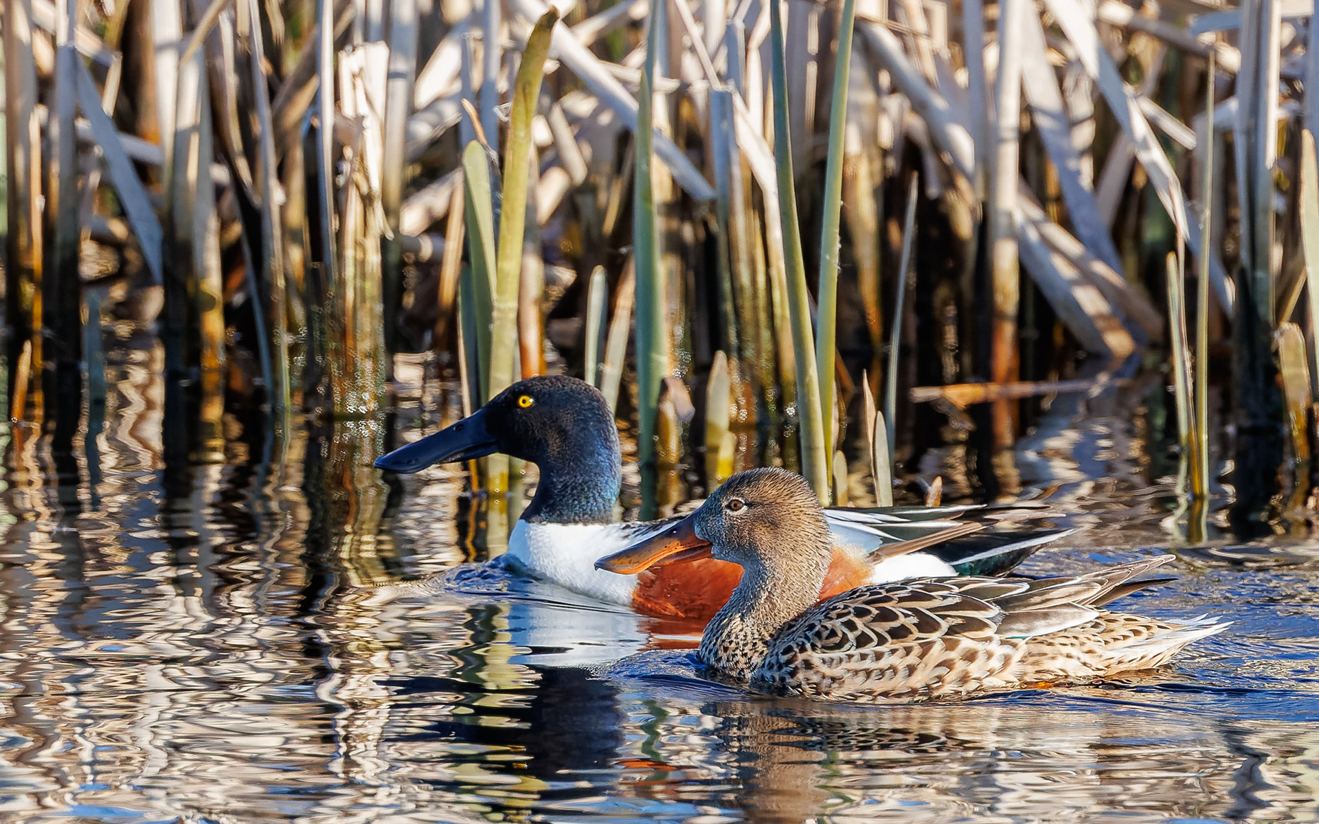 Skeand i Lille Vildmose. 13. april